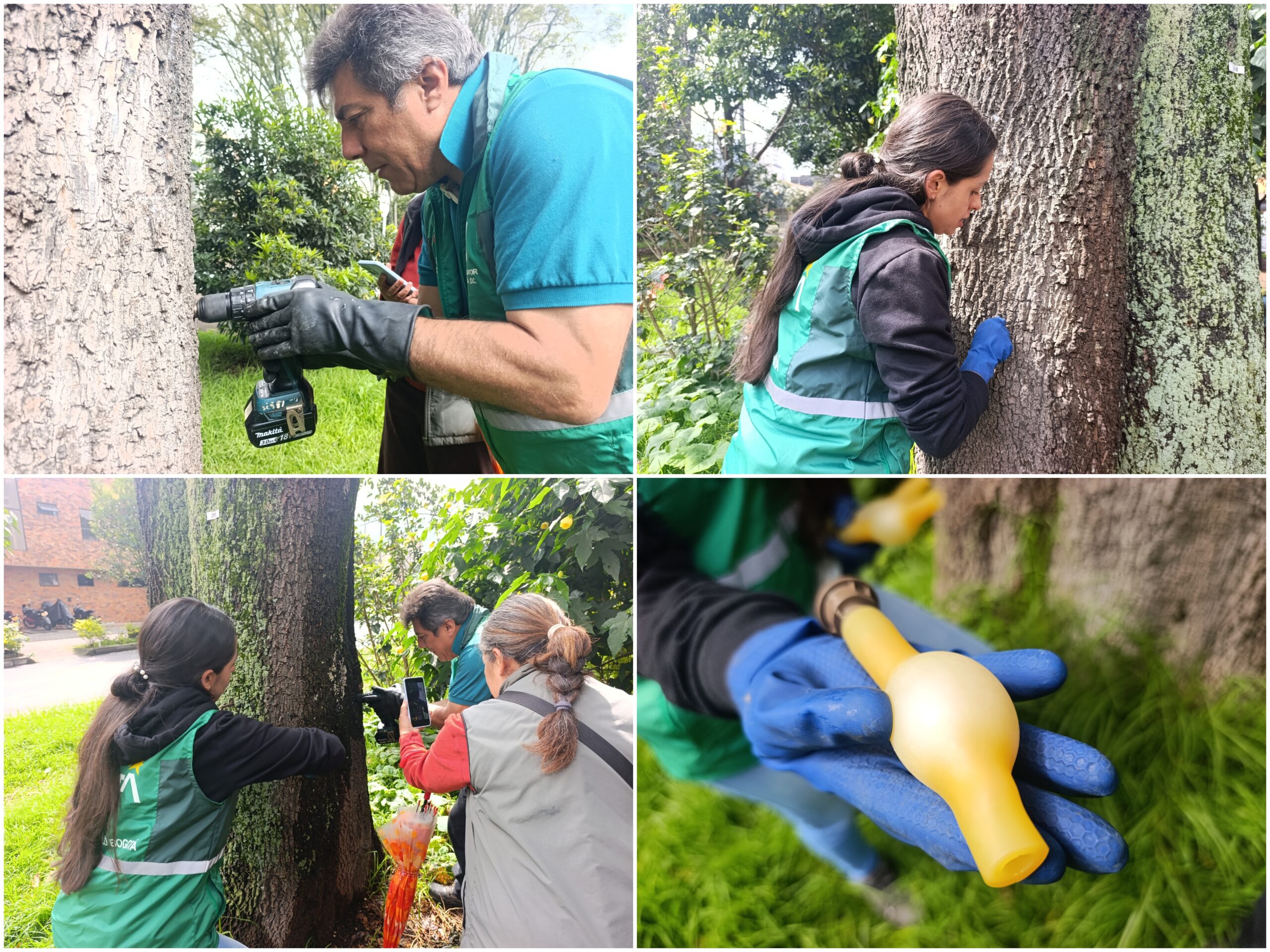 Historias del verde urbano: Una clase de endoterapia en los árboles más antiguos del Parkway