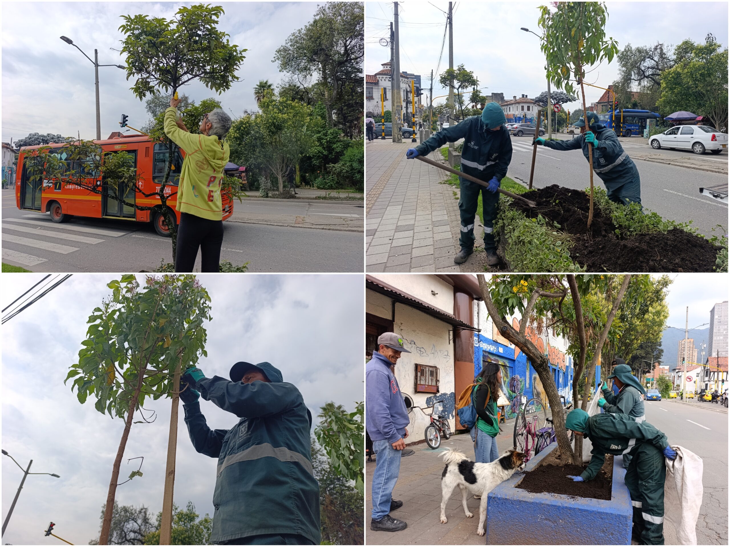 Los nuevos habitantes verdes de la avenida Teusaquillo