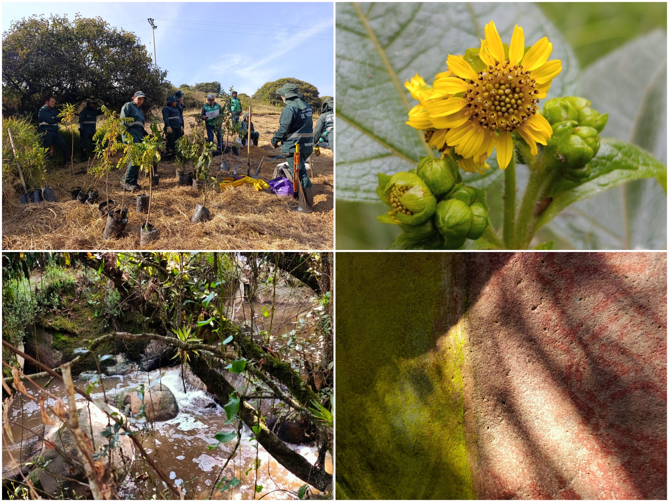 Historias del verde urbano: Homenaje al agua en el Parque Arqueológico y del Patrimonio Cultural de Usme