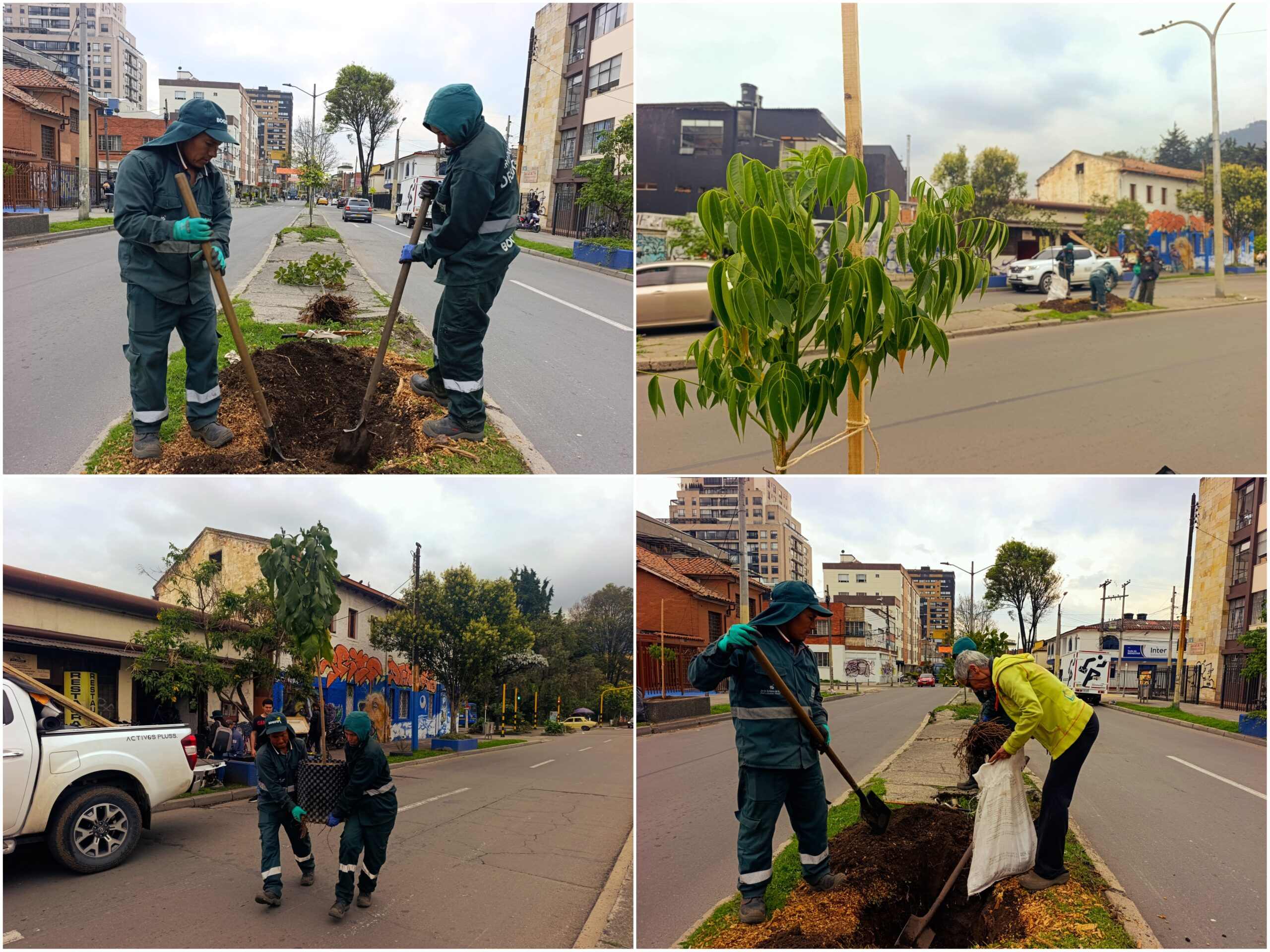 Los nuevos habitantes verdes de la avenida Teusaquillo