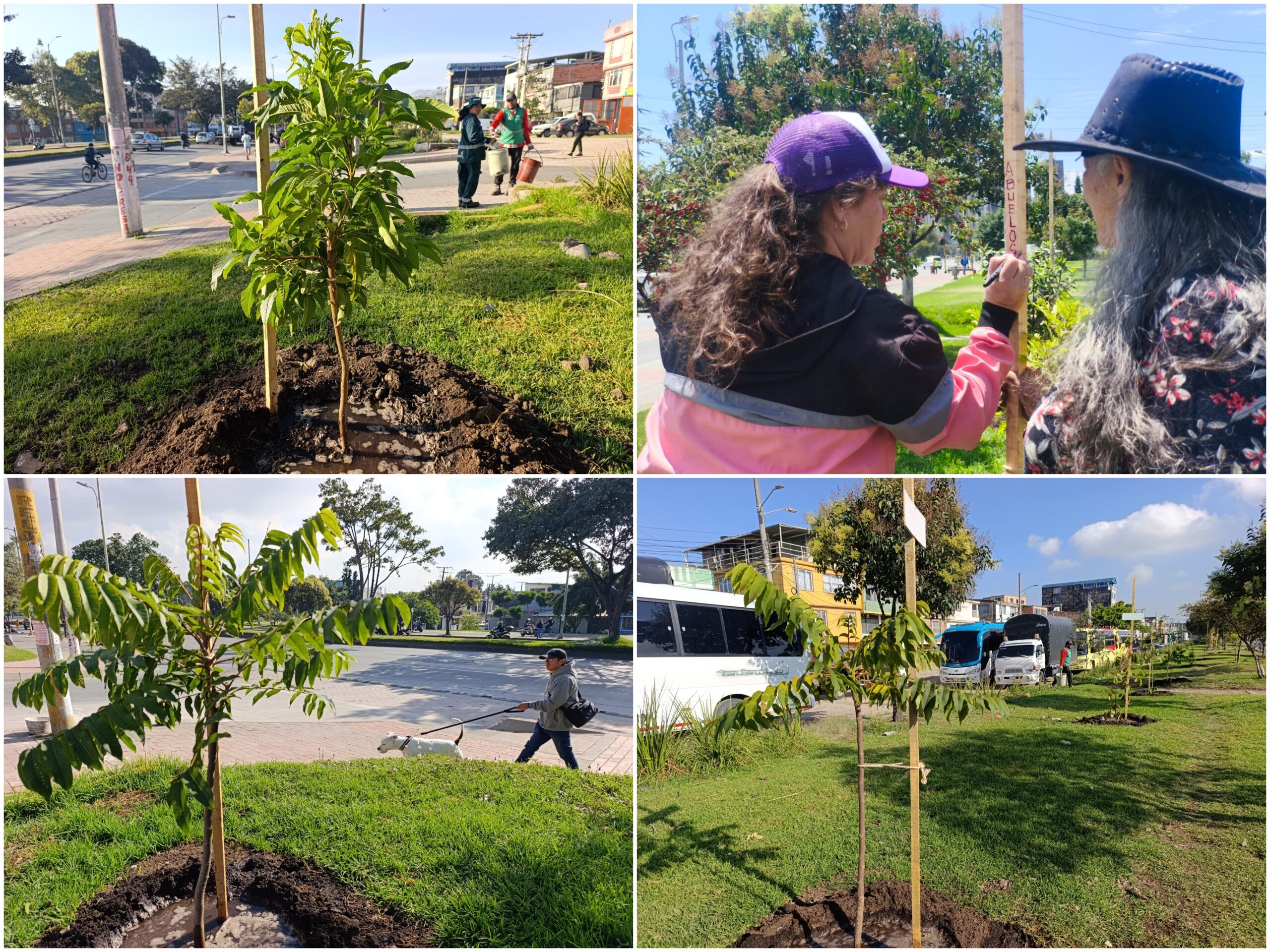 Historias del verde urbano: El despertar verde del Olarte