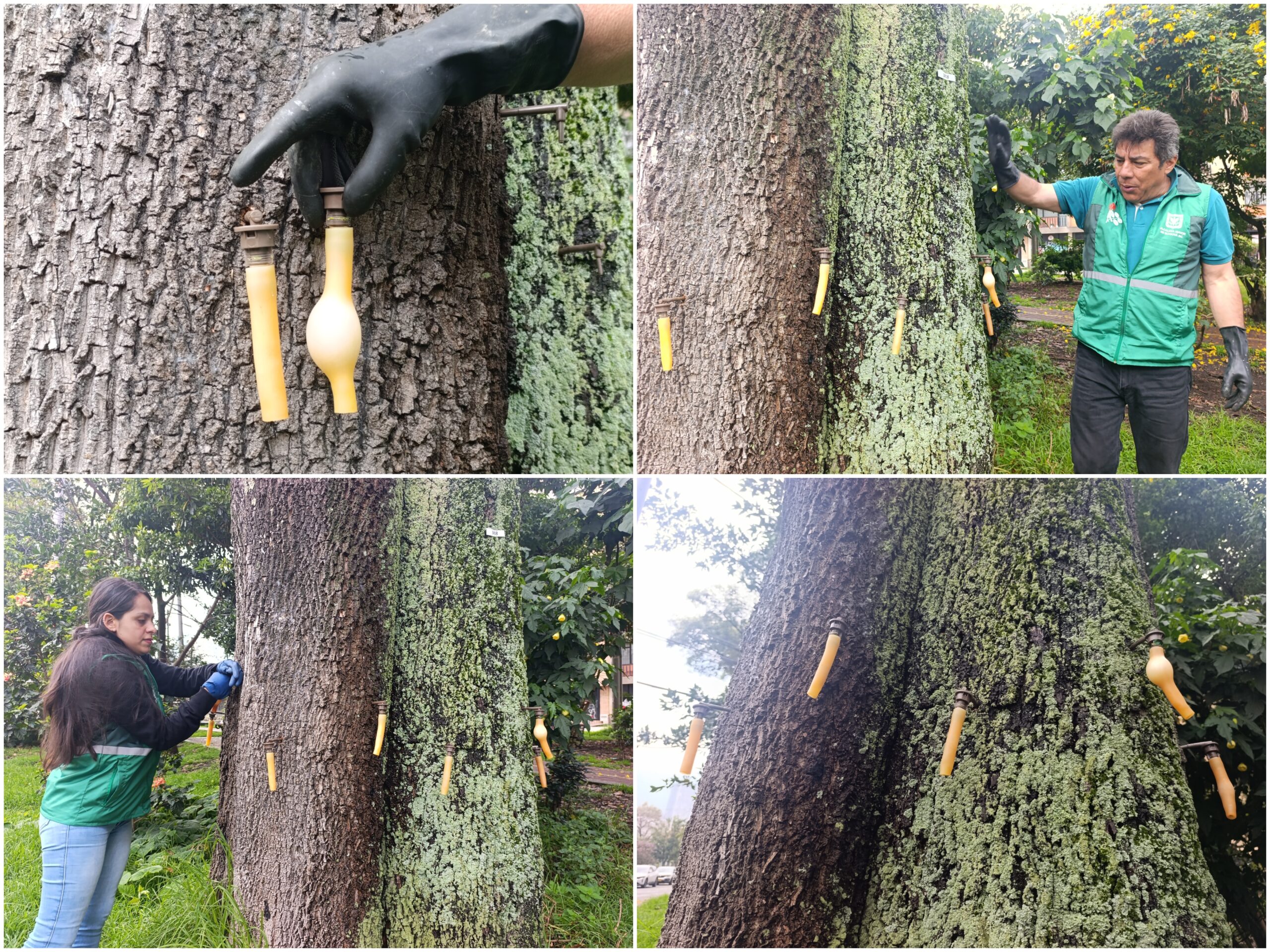 Historias del verde urbano: Una clase de endoterapia en los árboles más antiguos del Parkway