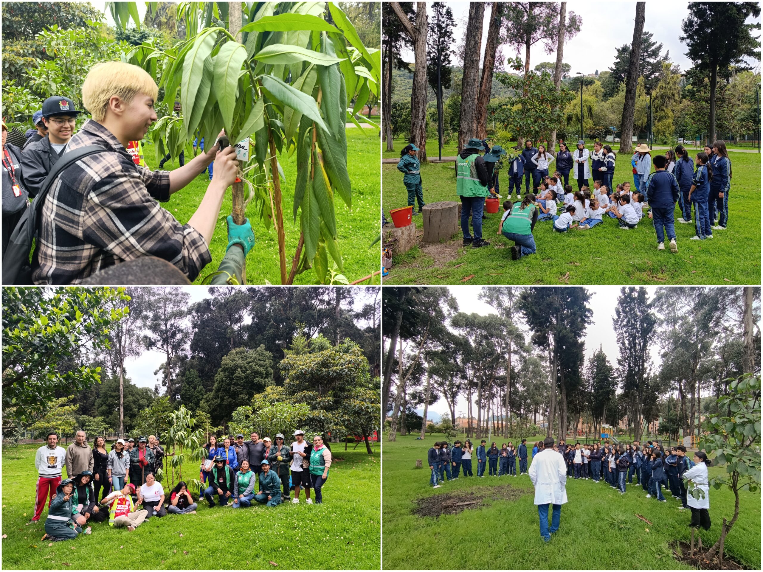 Historias del verde urbano: Una semana para homenajear a los bosques de Bogotá Historias del verde urbano: Una semana para homenajear a los bosques de Bogotá