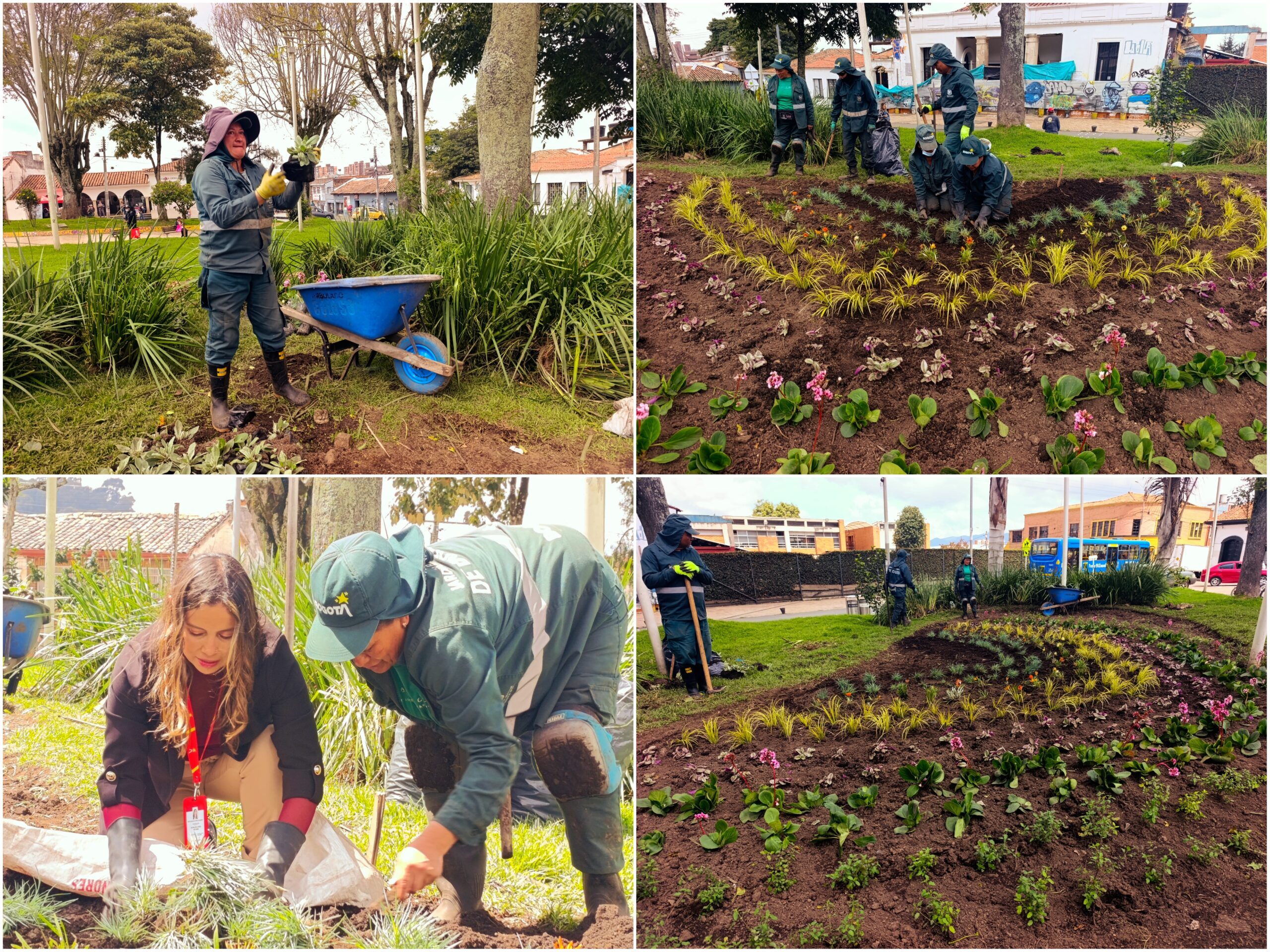 Historias del verde urbano: El arcoíris floral de la Plaza Fundacional de Suba