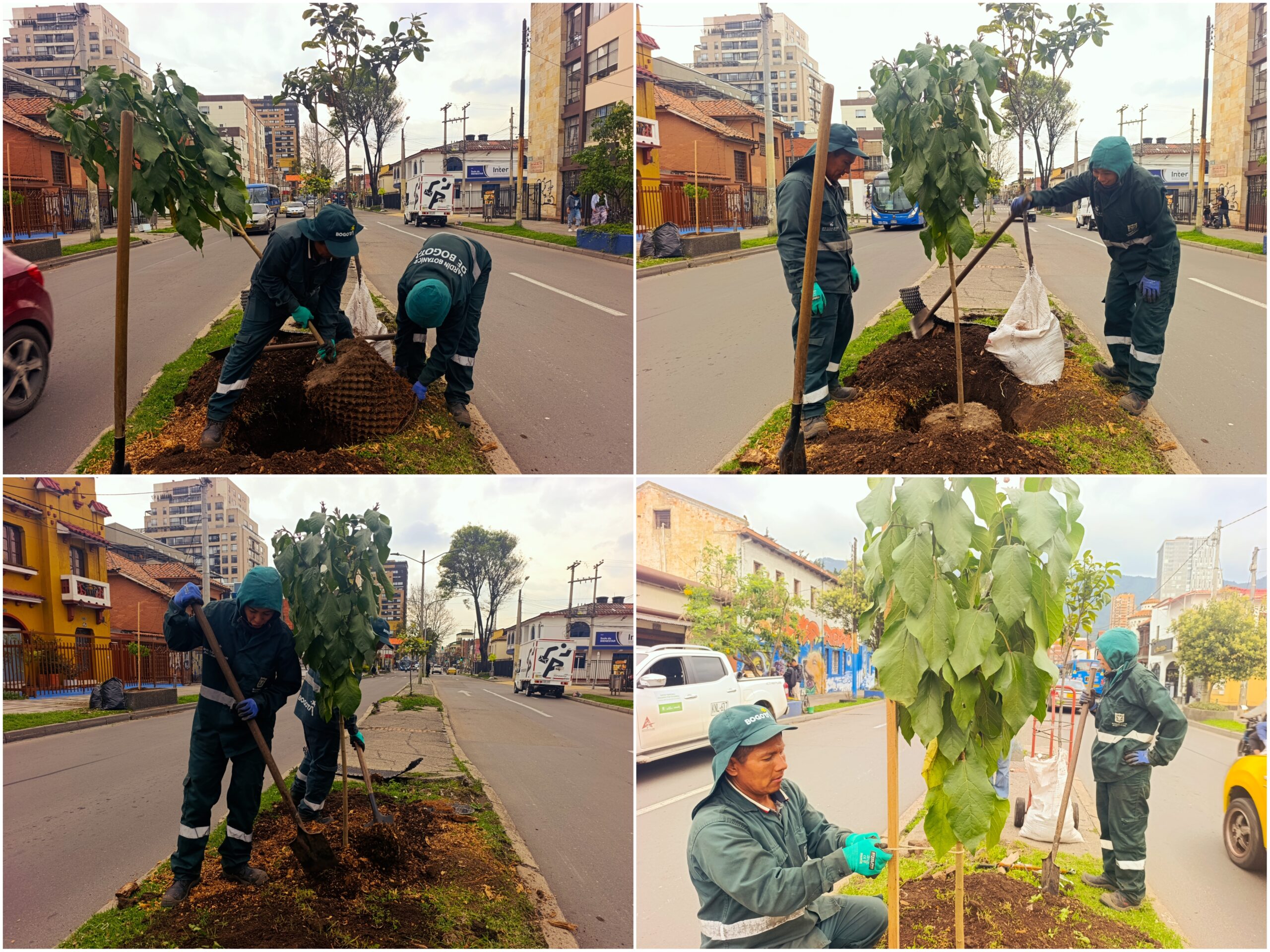 Los nuevos habitantes verdes de la avenida Teusaquillo