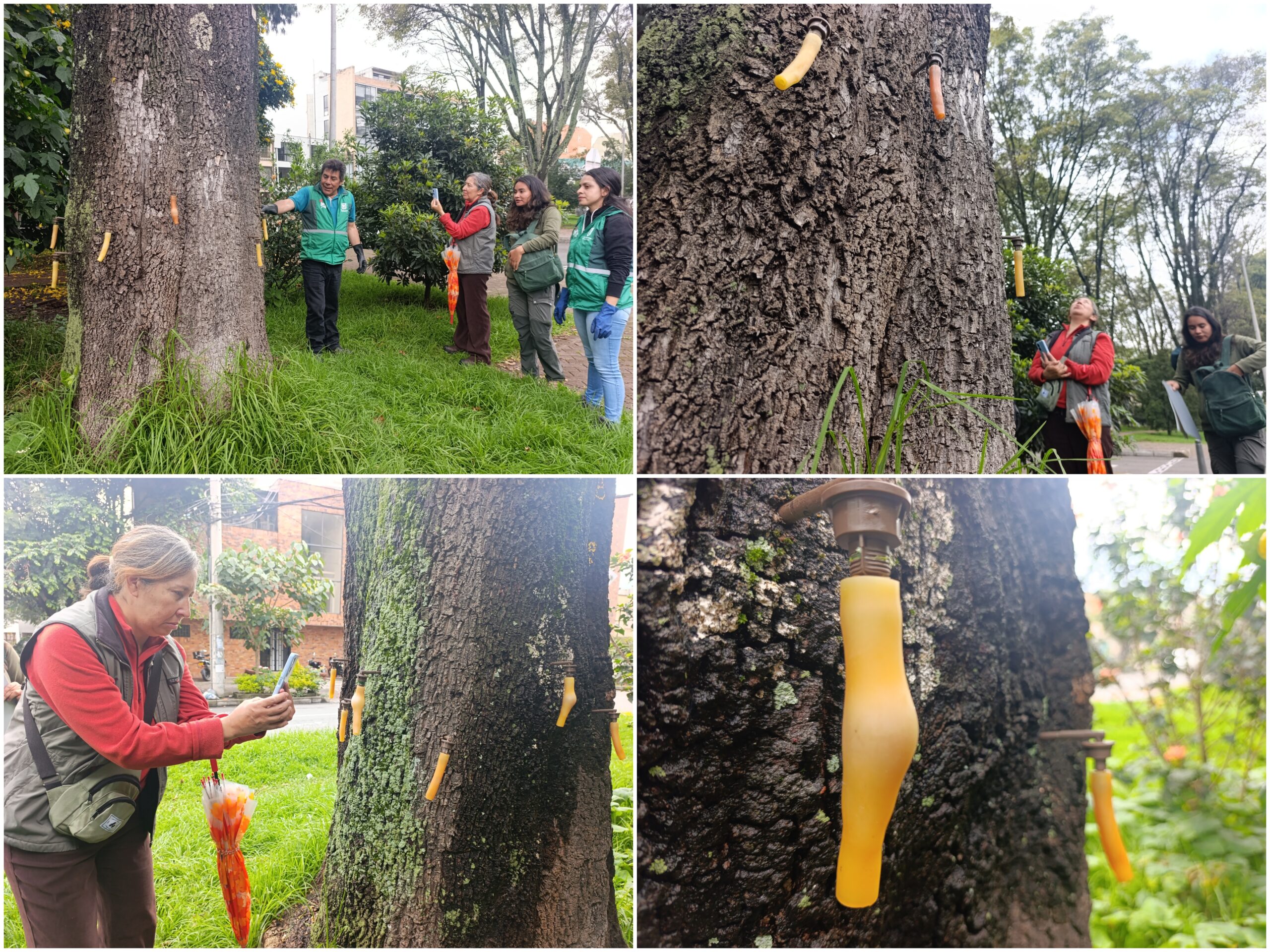 Historias del verde urbano: Una clase de endoterapia en los árboles más antiguos del Parkway