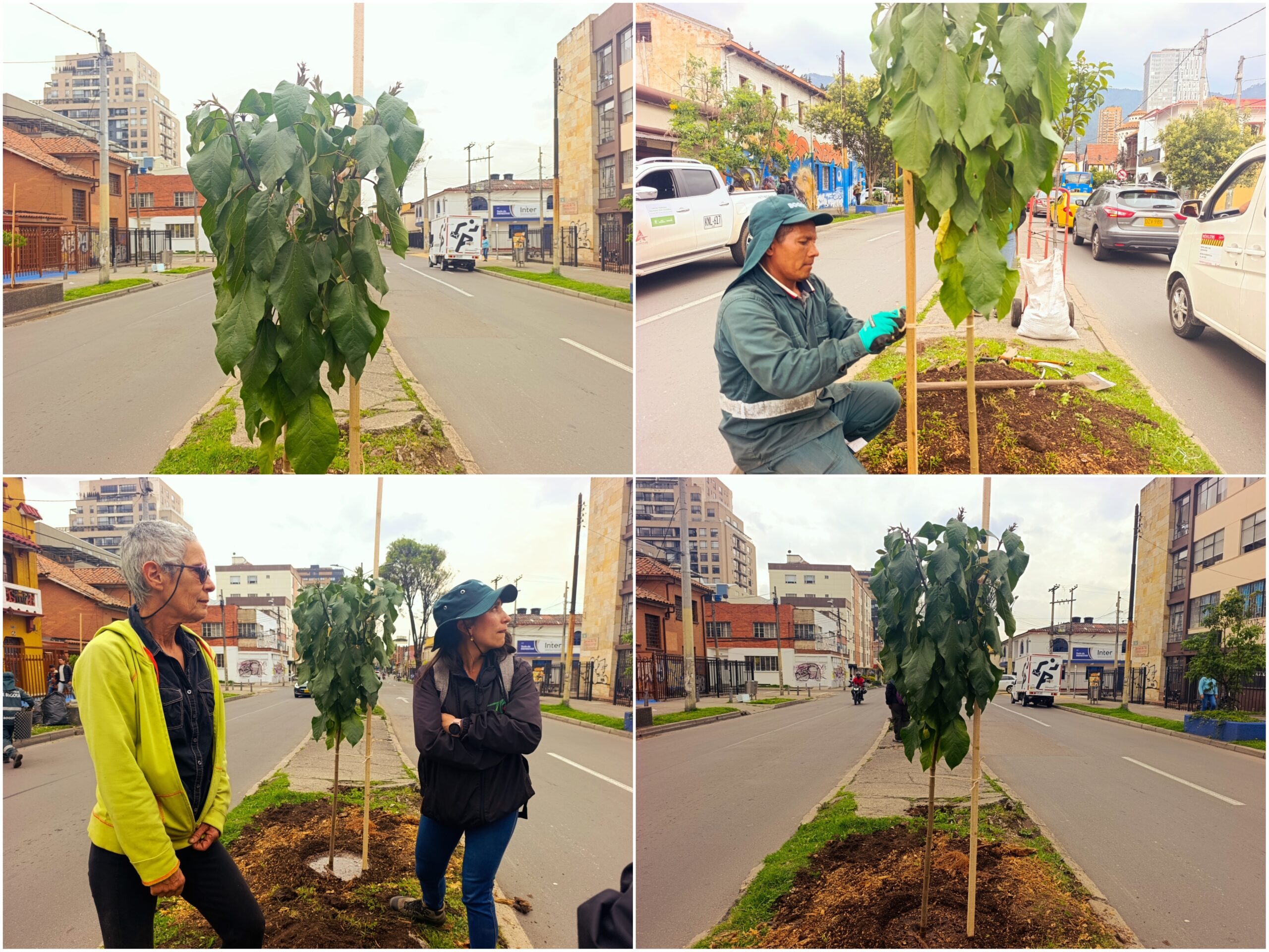 Los nuevos habitantes verdes de la avenida Teusaquillo