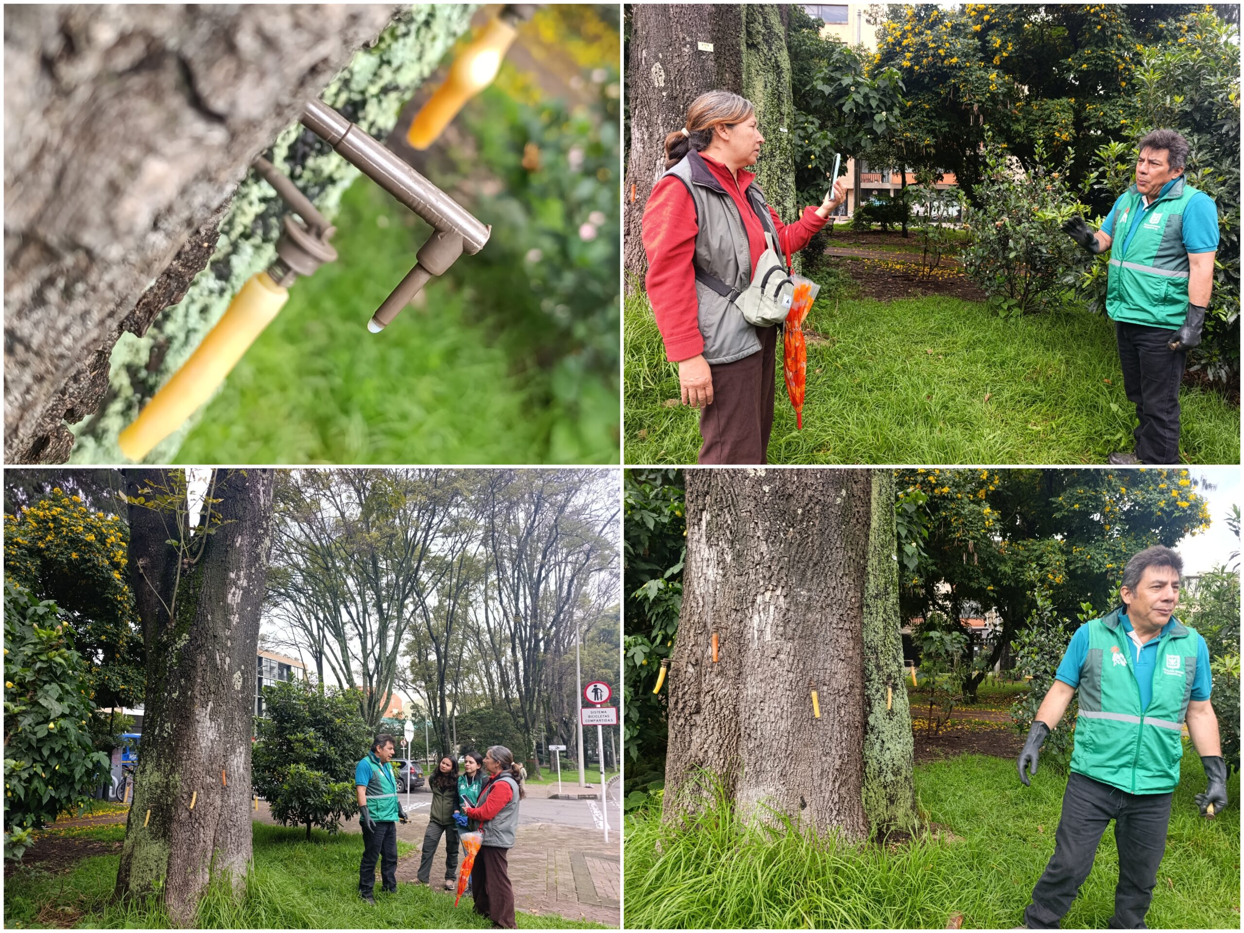 Historias del verde urbano: Una clase de endoterapia en los árboles más antiguos del Parkway