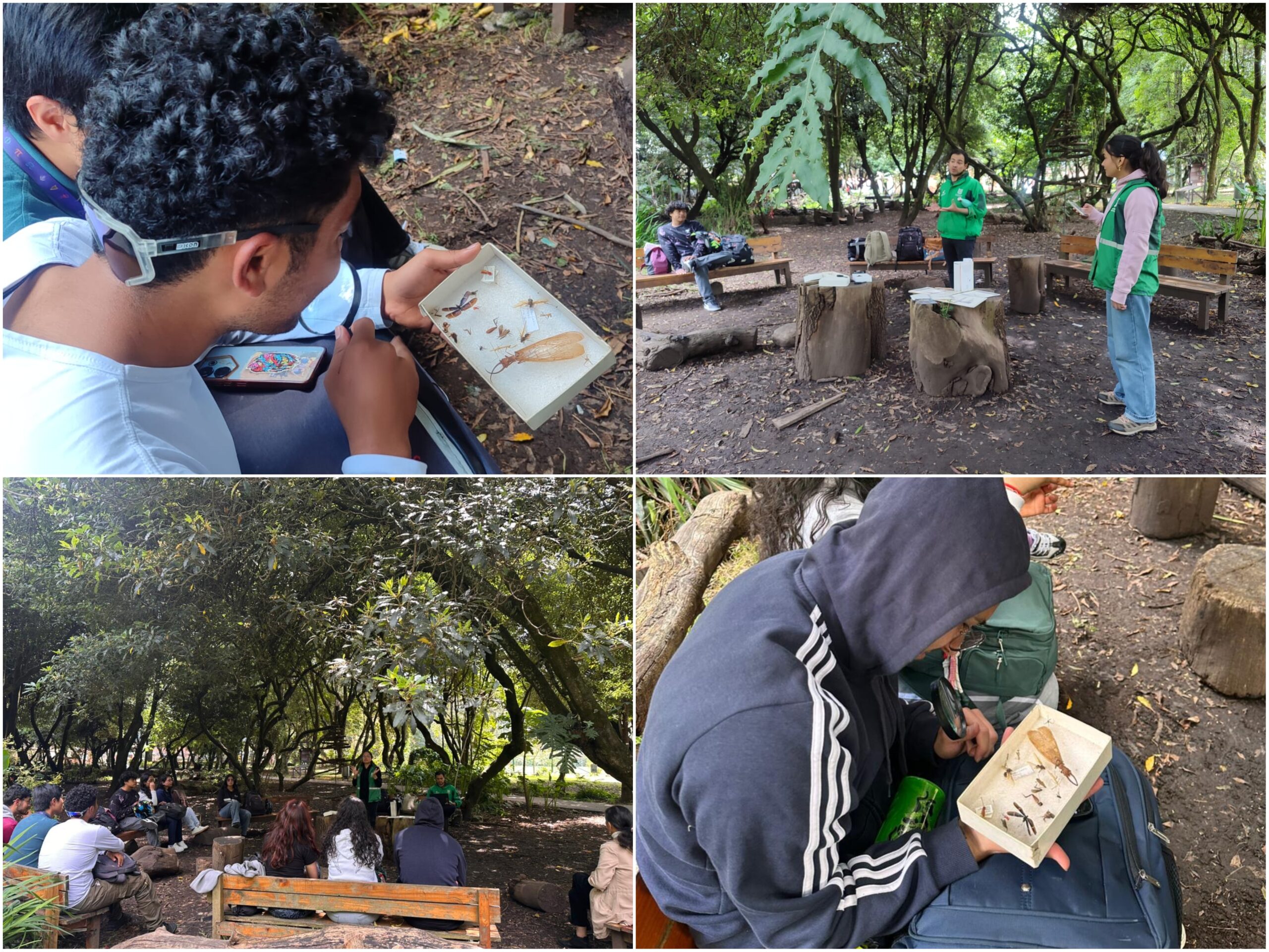 Historias del verde urbano: Plogging, insectos, jardines y árboles: protagonistas en la Semana Internacional de los Bosques Historias del verde urbano: Plogging, insectos, jardines y árboles: protagonistas en la Semana Internacional de los Bosques