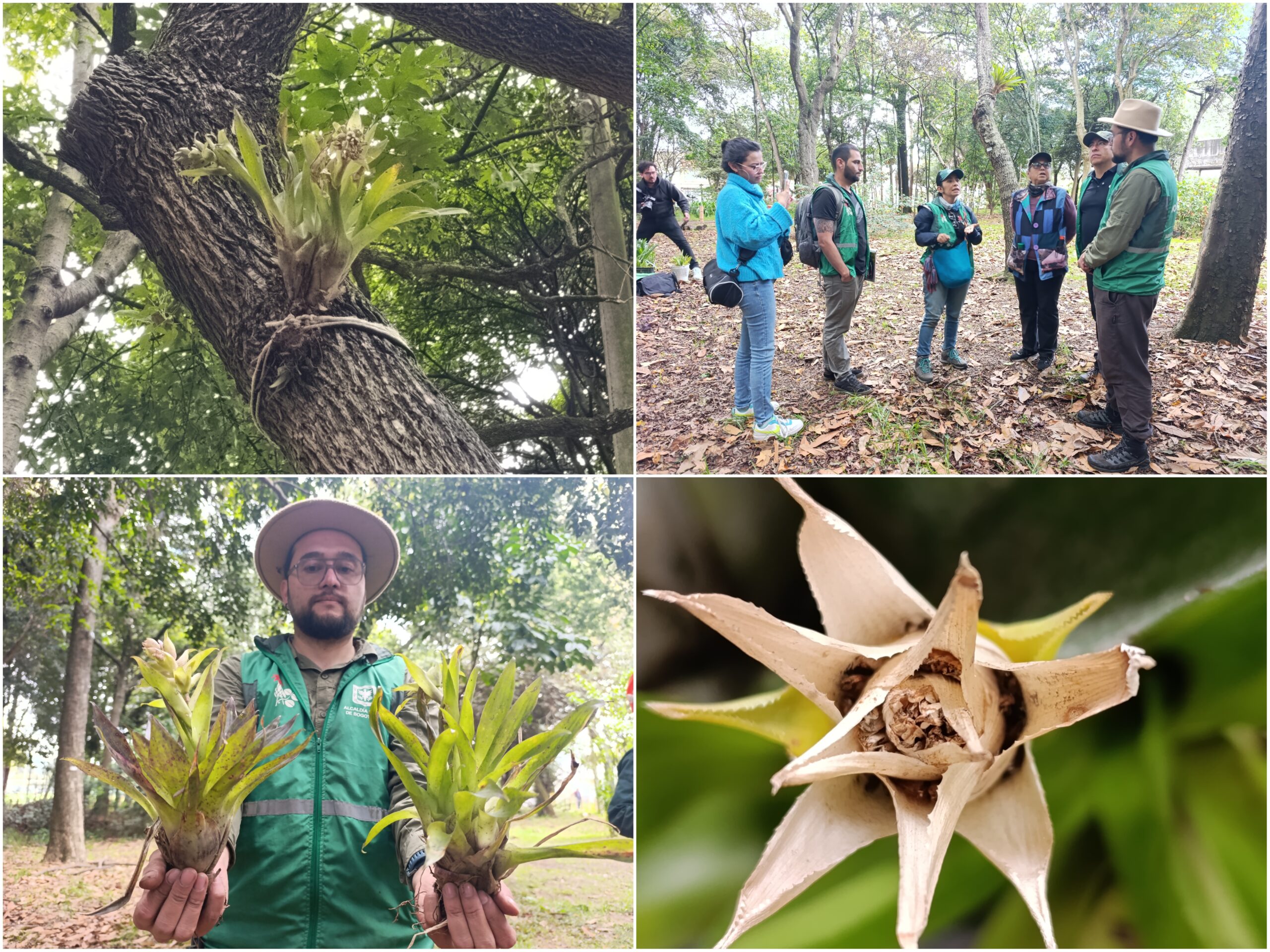 La fiesta botánica de Bogotá que celebró el Día Internacional de los Bosques La fiesta botánica de Bogotá que celebró el Día Internacional de los Bosques
