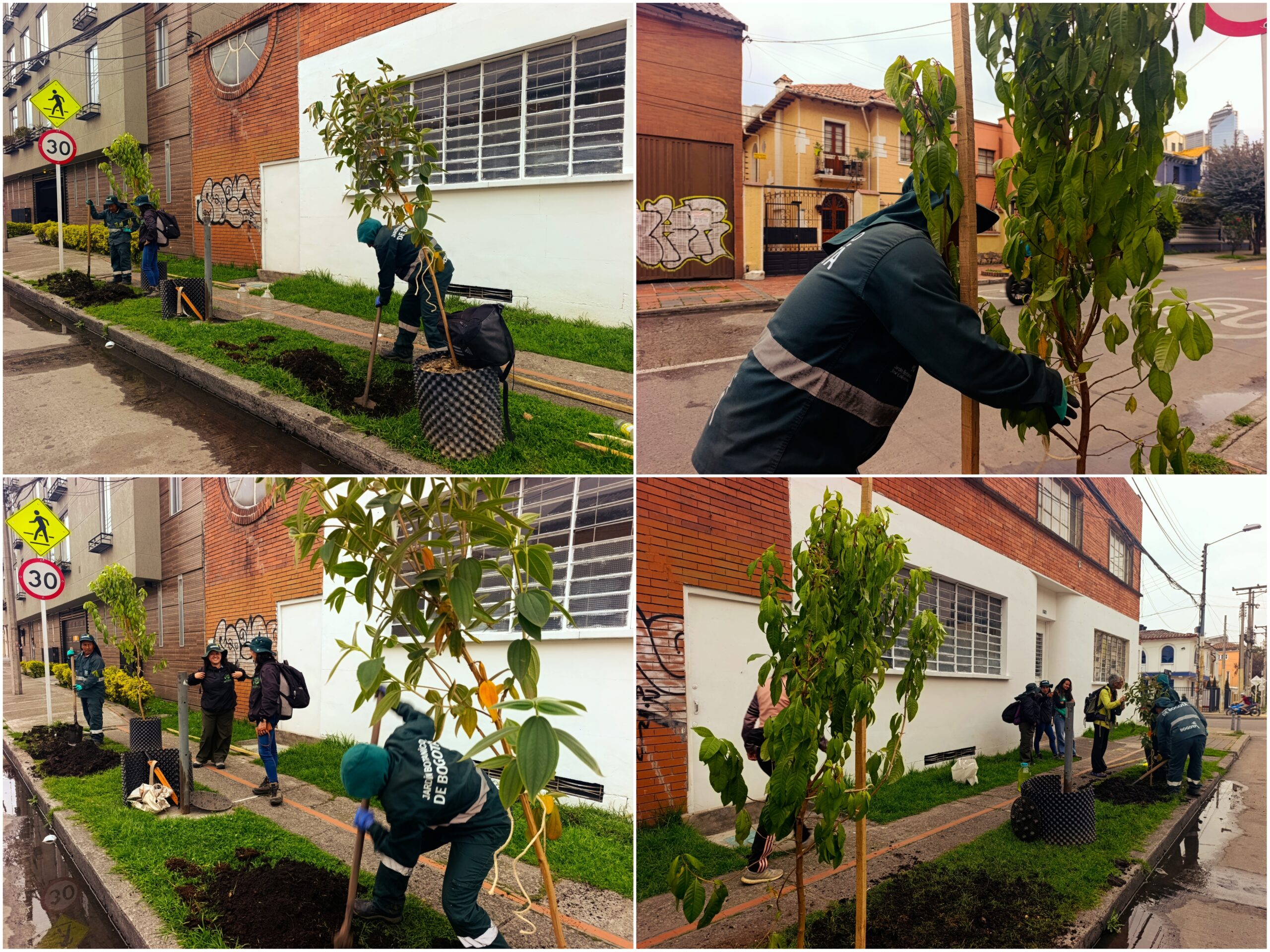 Los nuevos habitantes verdes de la avenida Teusaquillo