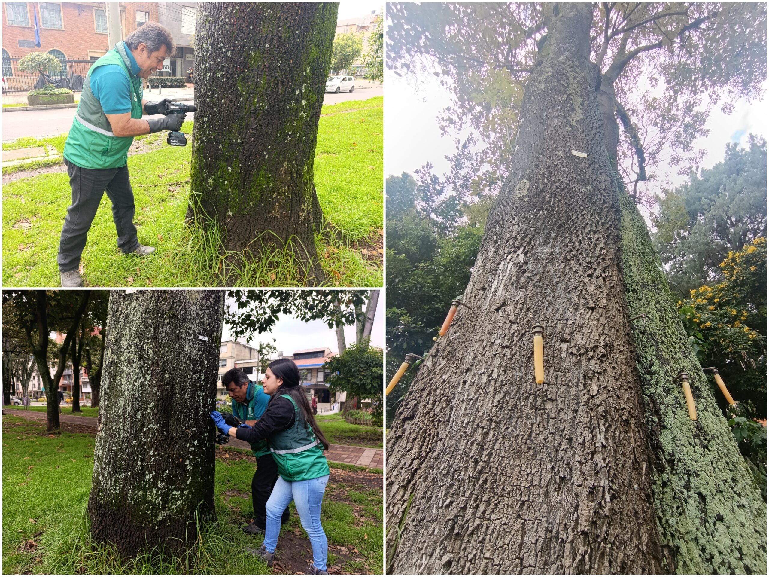 Historias del verde urbano: Una clase de endoterapia en los árboles más antiguos del Parkway