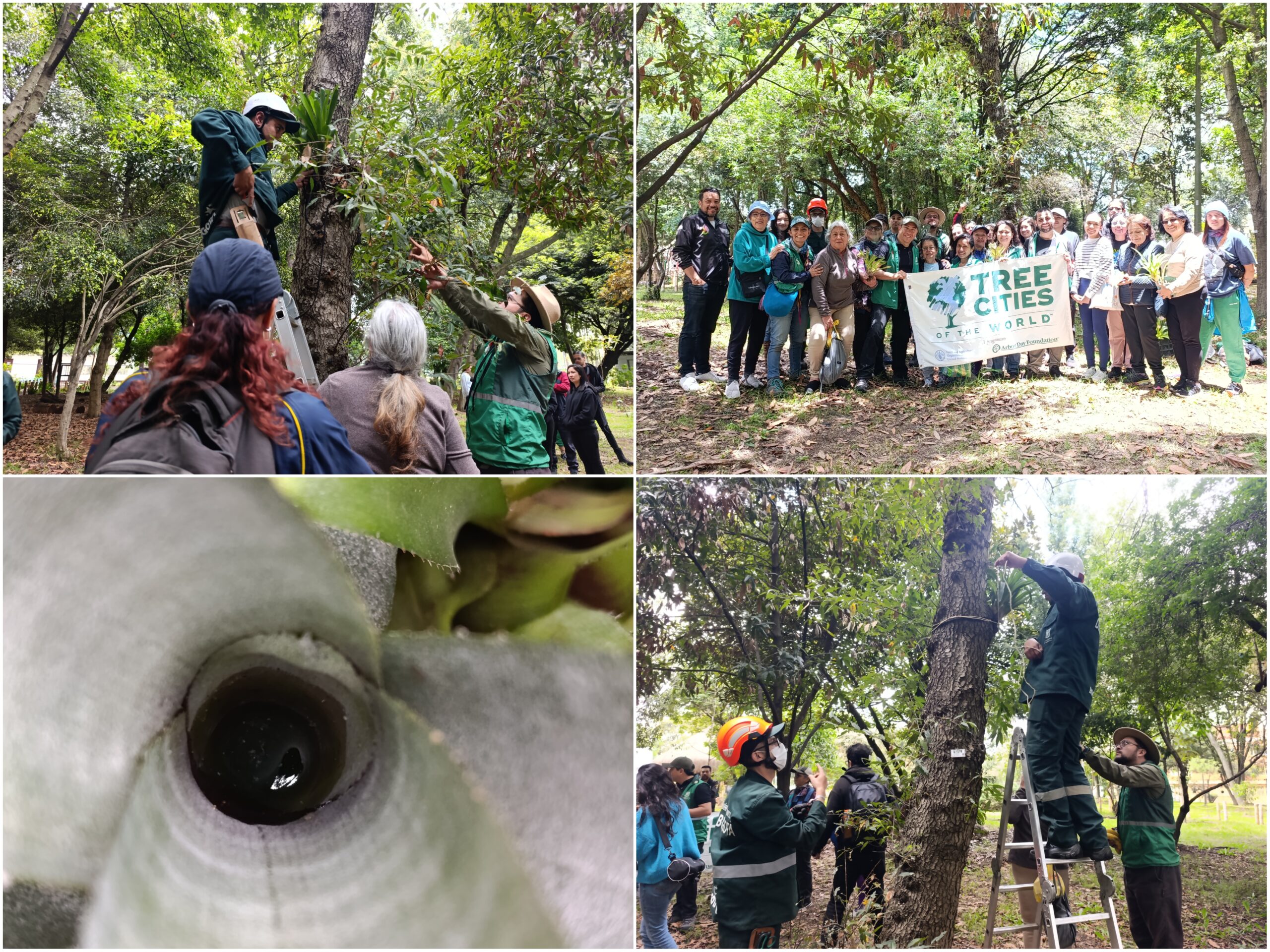 La fiesta botánica de Bogotá que celebró el Día Internacional de los Bosques La fiesta botánica de Bogotá que celebró el Día Internacional de los Bosques