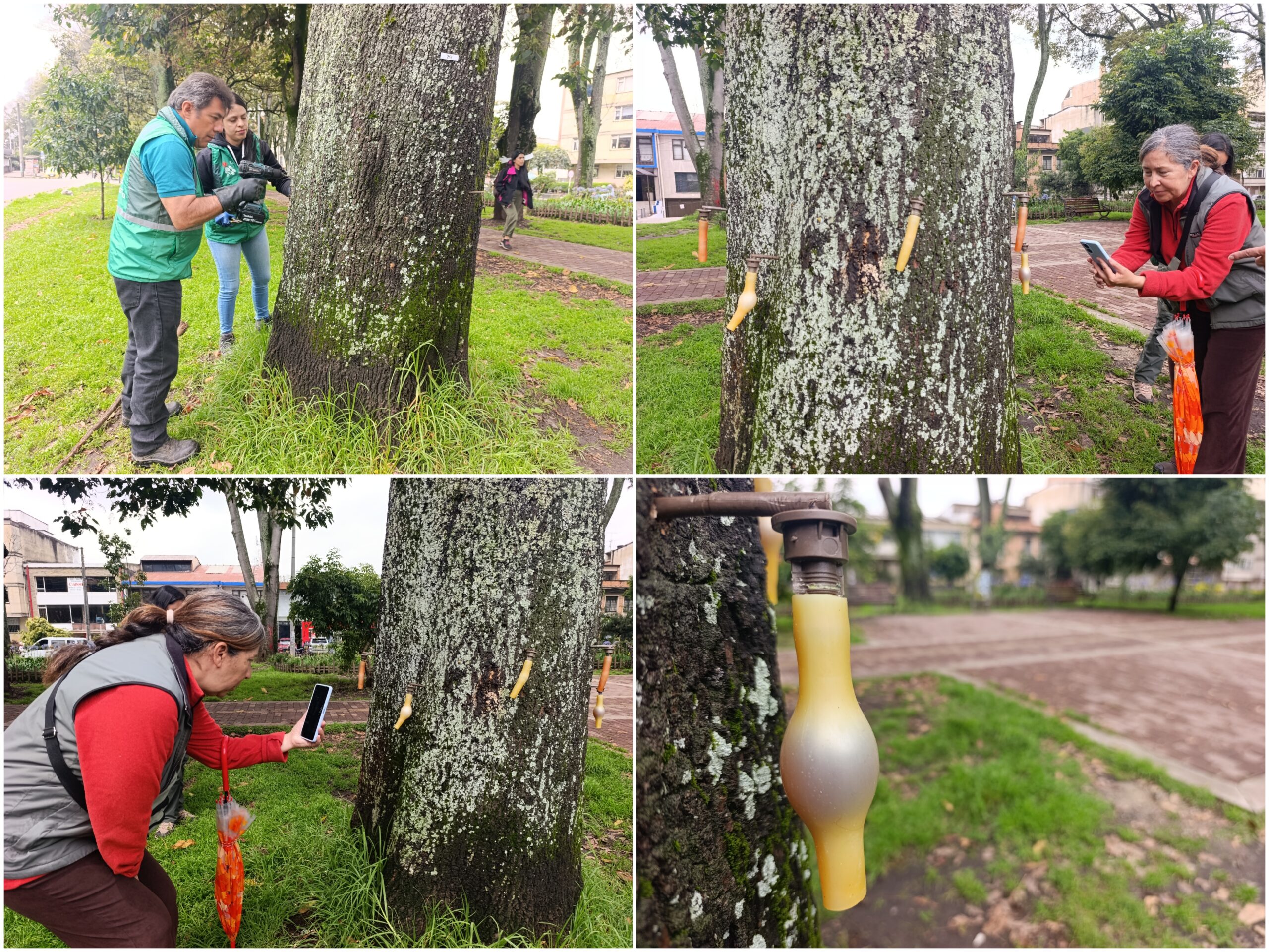 Historias del verde urbano: Una clase de endoterapia en los árboles más antiguos del Parkway