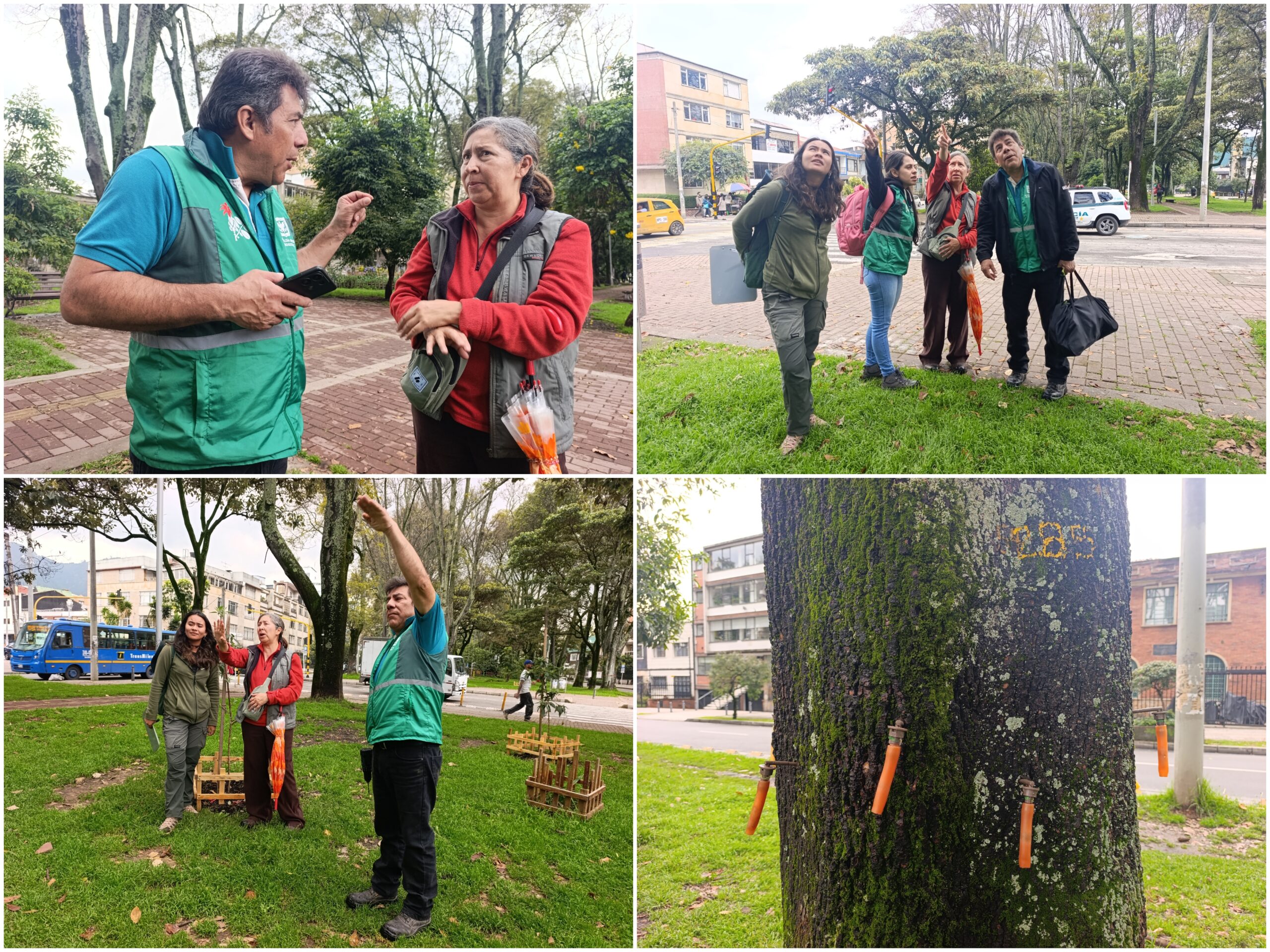 Historias del verde urbano: Una clase de endoterapia en los árboles más antiguos del Parkway