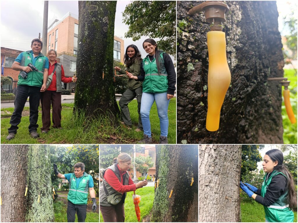 Historias del verde urbano: Una clase de endoterapia en los árboles más antiguos del Parkway