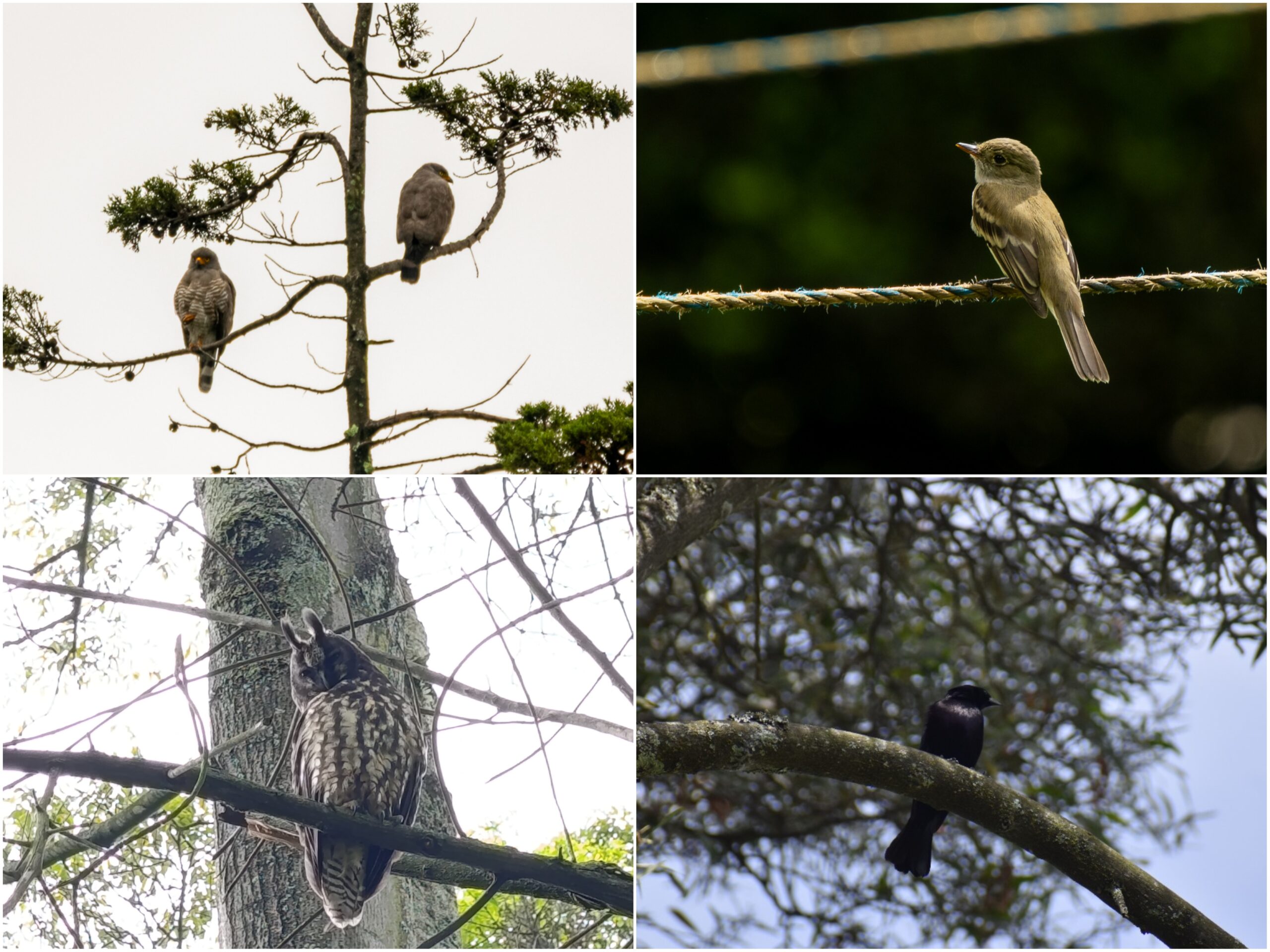Historias del verde urbano: Guías de las aves con sus cantos: la nueva apuesta del Jardín Botánico en los bosques urbanos