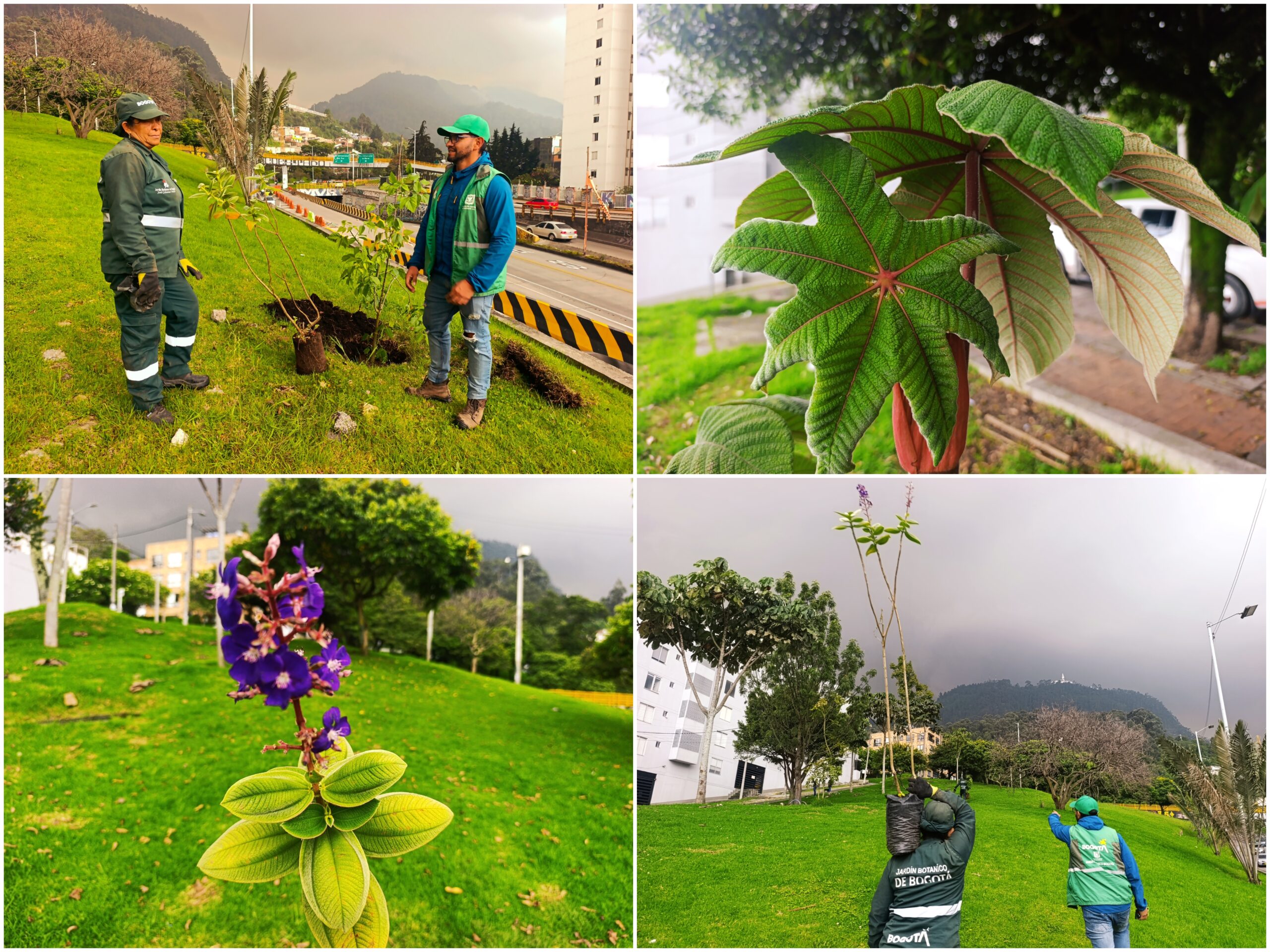 Historias del verde urbano: La recuperación verde de la avenida más arbolada de Bogotá