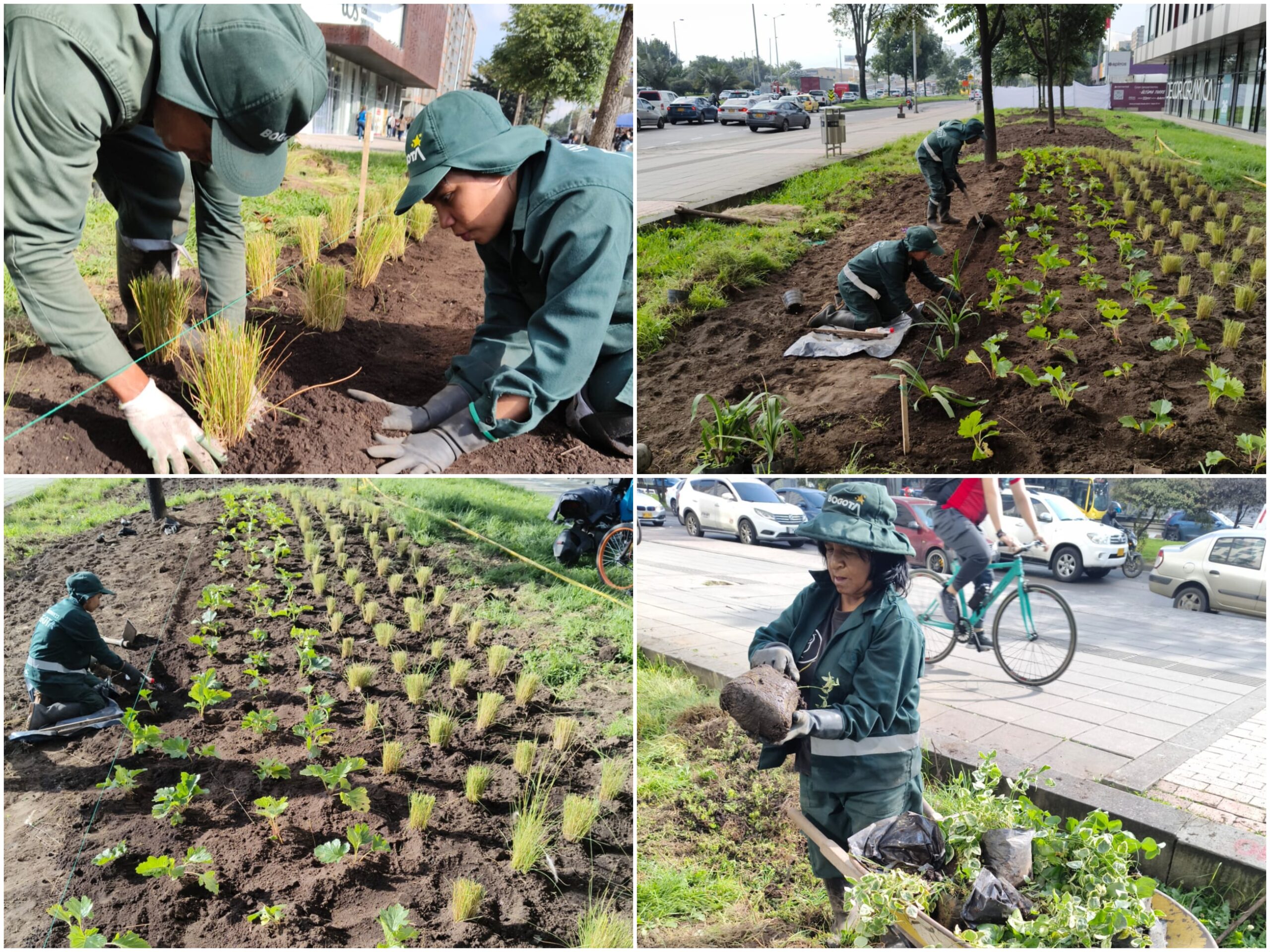 Historias del verde urbano: El nuevo jardín en forma de río del barrio Modelia
