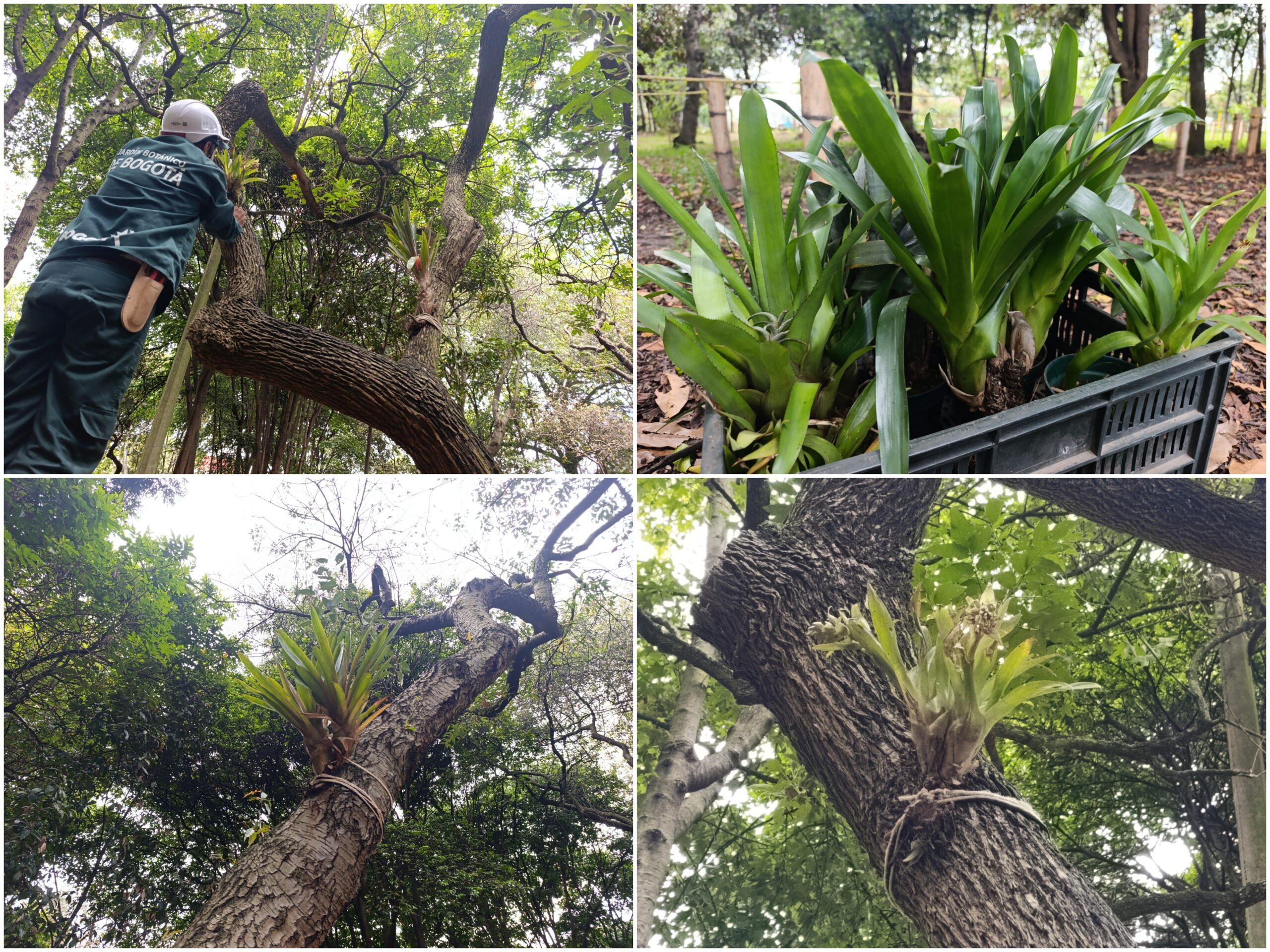 Historias del verde urbano: Las bromelias reinan en el único bosque urbano de Puente Aranda
