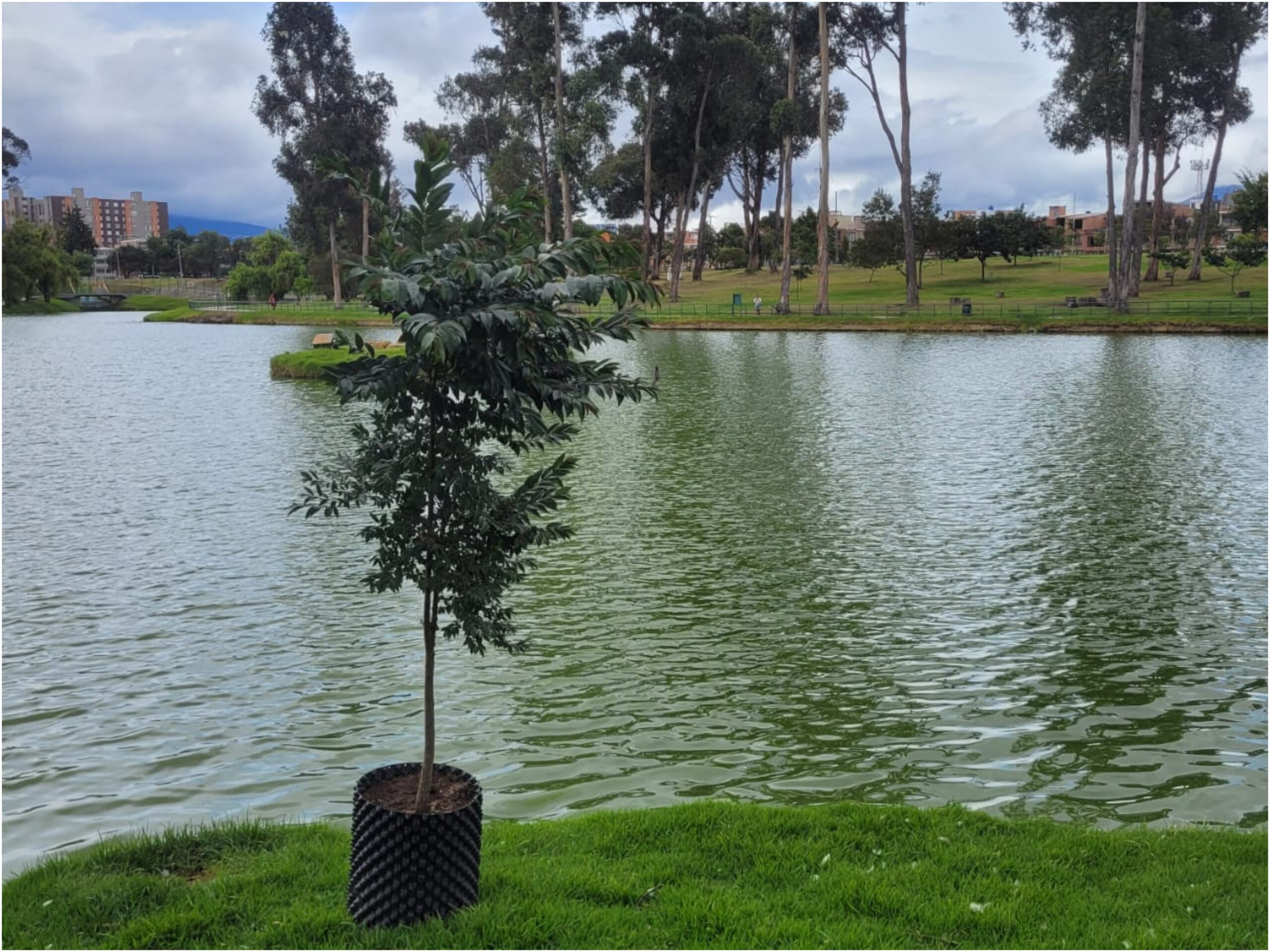 Historias del verde urbano: El nuevo guayacán de la isla del lago del parque Timiza