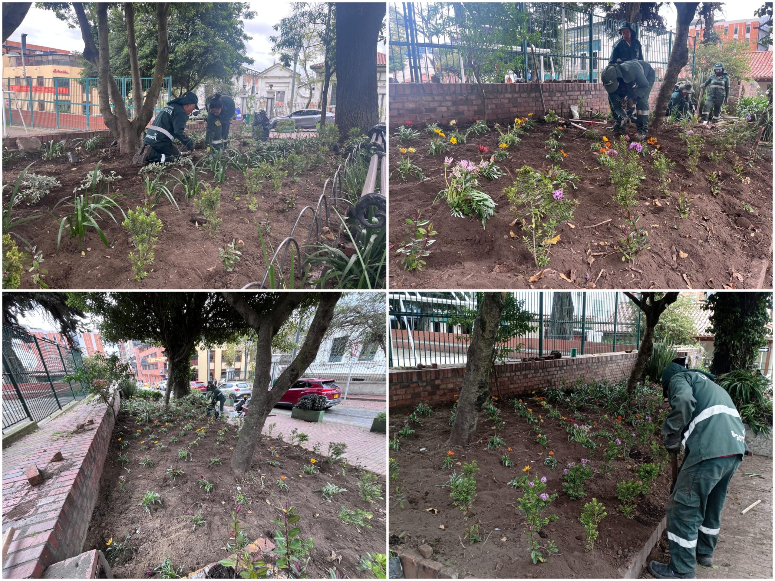 Historias del verde urbano: La renovación floral del corazón histórico de Usaquén