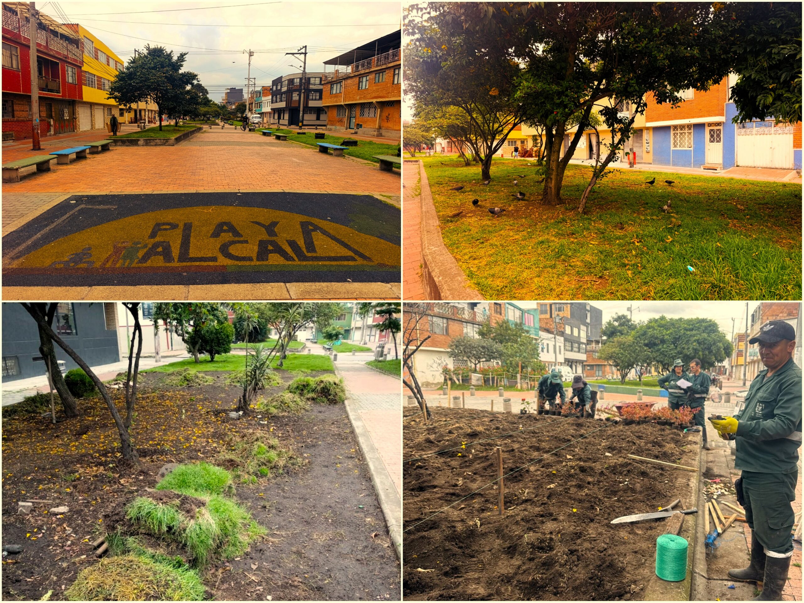 Historias del verde urbano: ‘Playa Alcalá’ floreció con miles de plantas de 10 especies