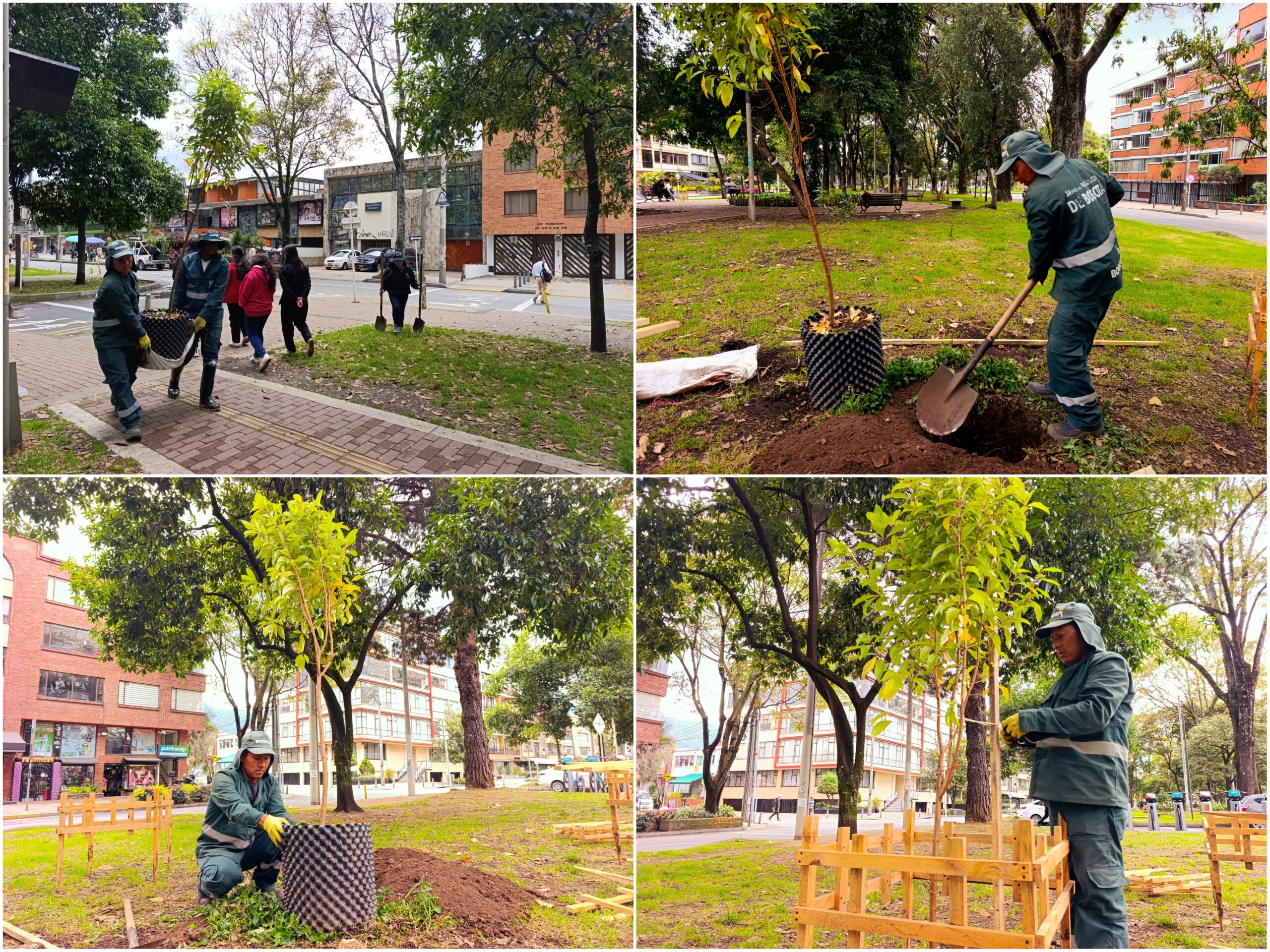 Historias del verde urbano: ¡Acciones de renaturalización en un ícono biodiverso de Teusaquillo!