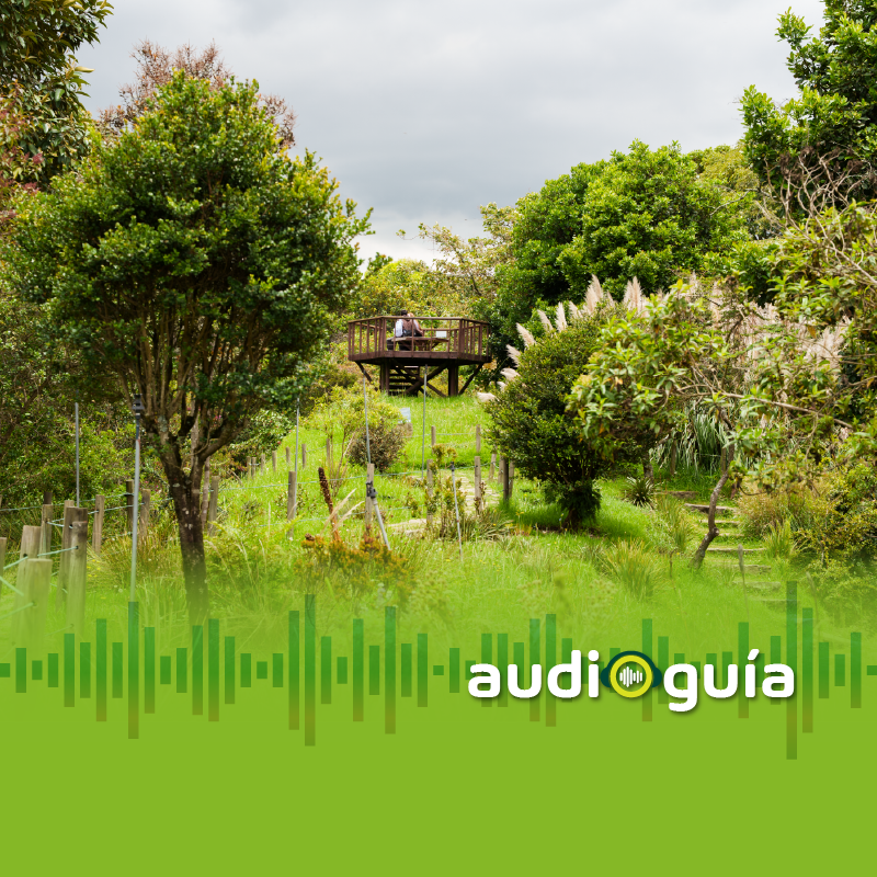 Audioguía parada 10 Mirador del páramo alto andino