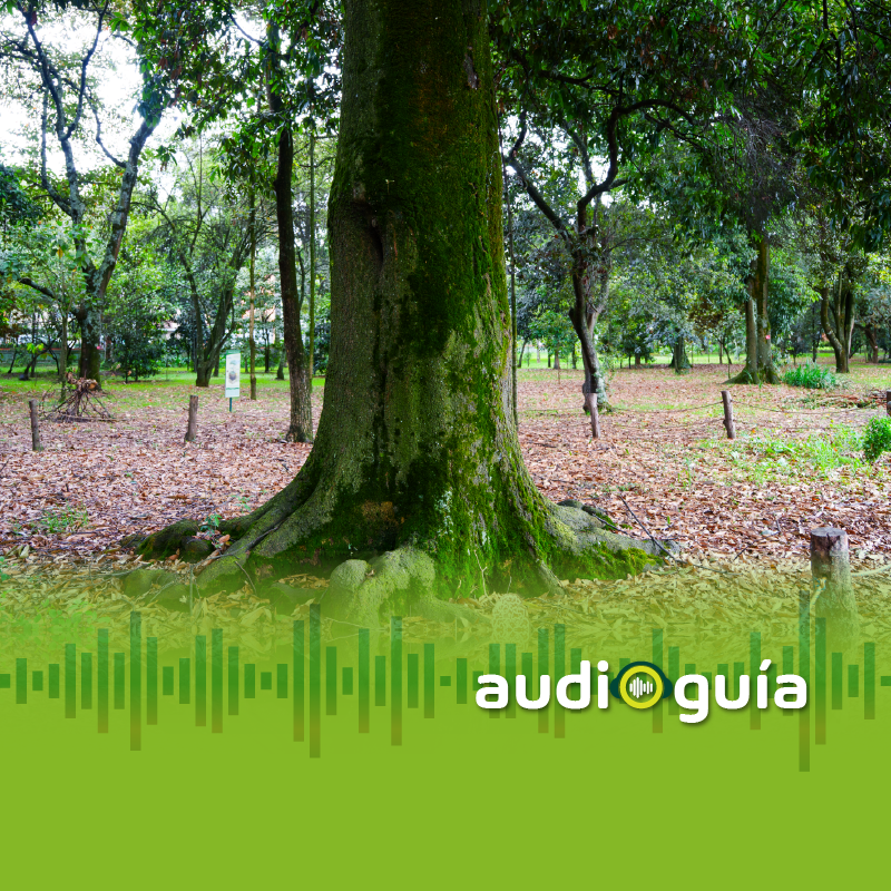 Audioguía parada 16 Raíces vivas