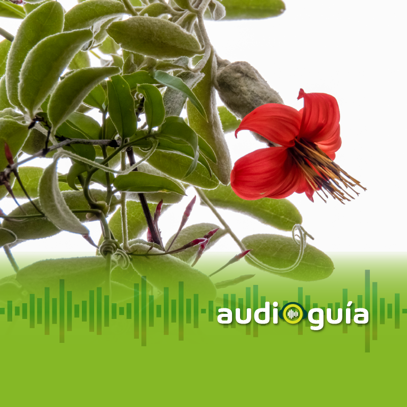 Audioguía parada 17 Mutisia Clemantis