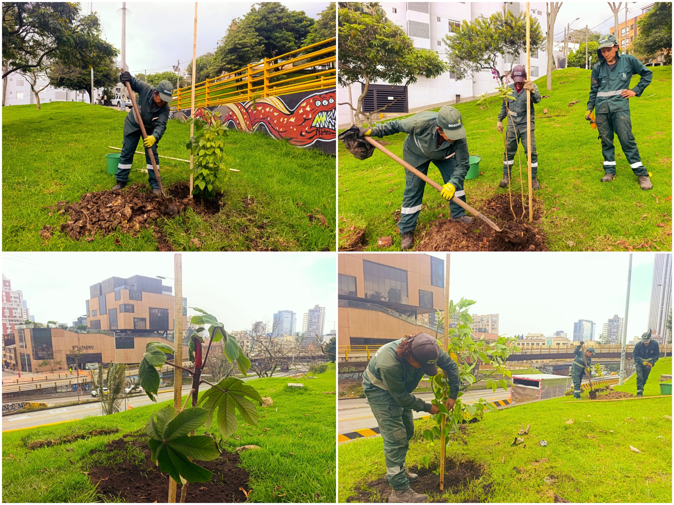 Historias del verde urbano: La recuperación verde de la avenida más arbolada de Bogotá