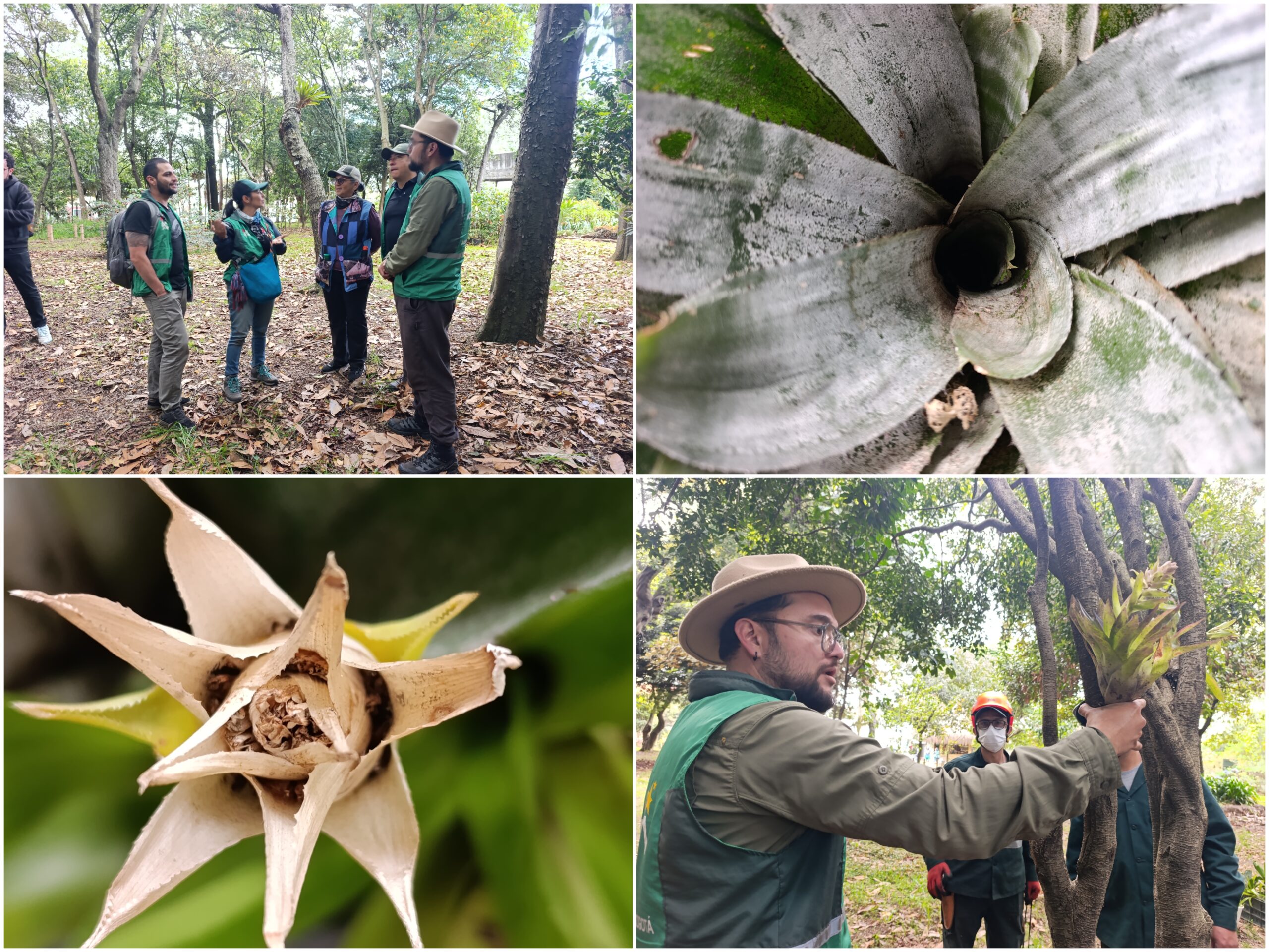 Historias del verde urbano: Las bromelias reinan en el único bosque urbano de Puente Aranda