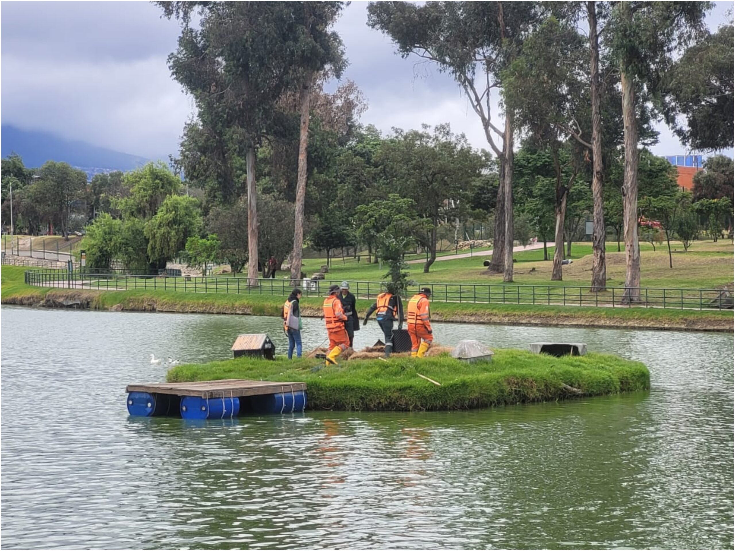 Historias del verde urbano: El nuevo guayacán de la isla del lago del parque Timiza