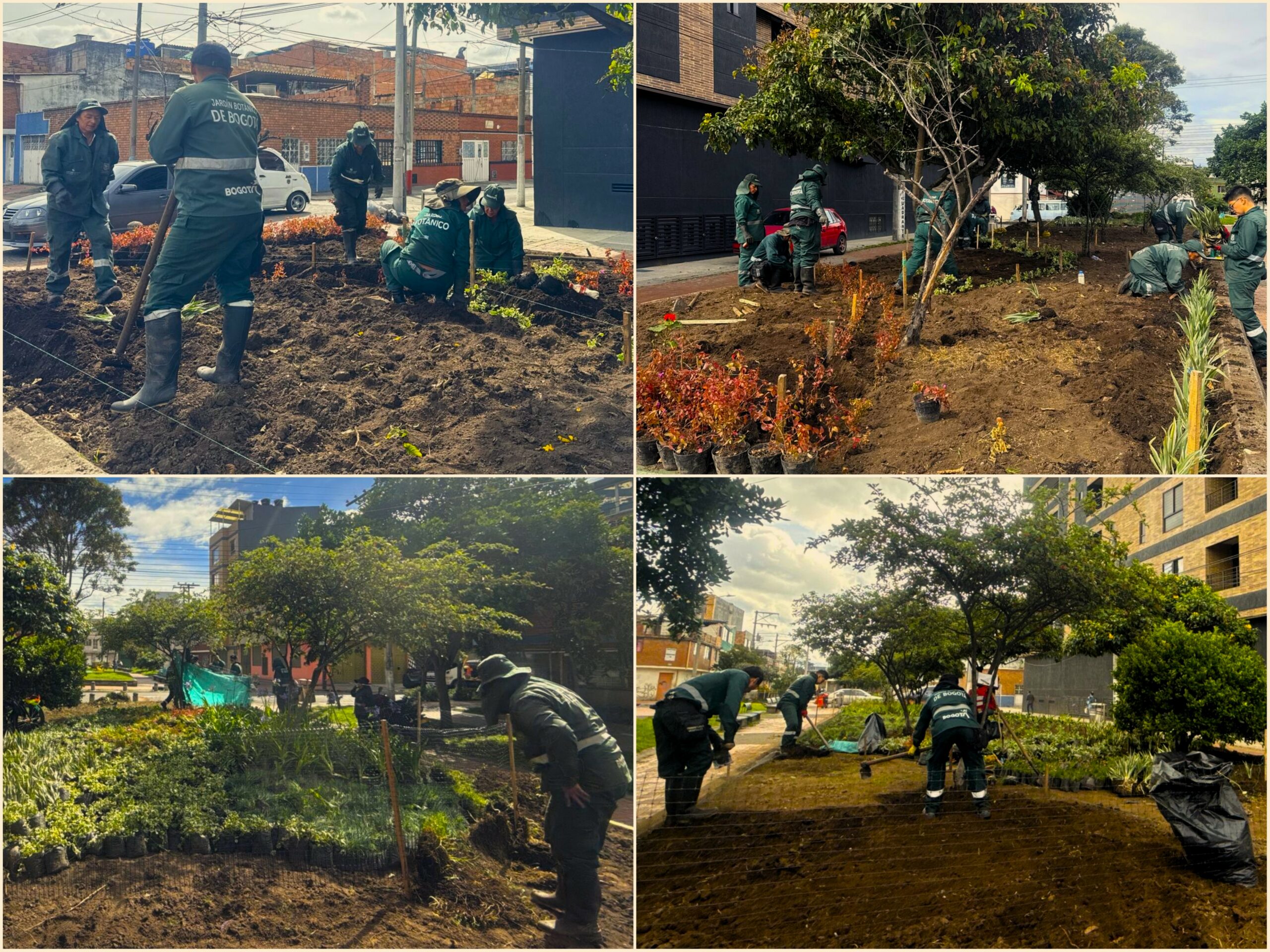 Historias del verde urbano: ‘Playa Alcalá’ floreció con miles de plantas de 10 especies