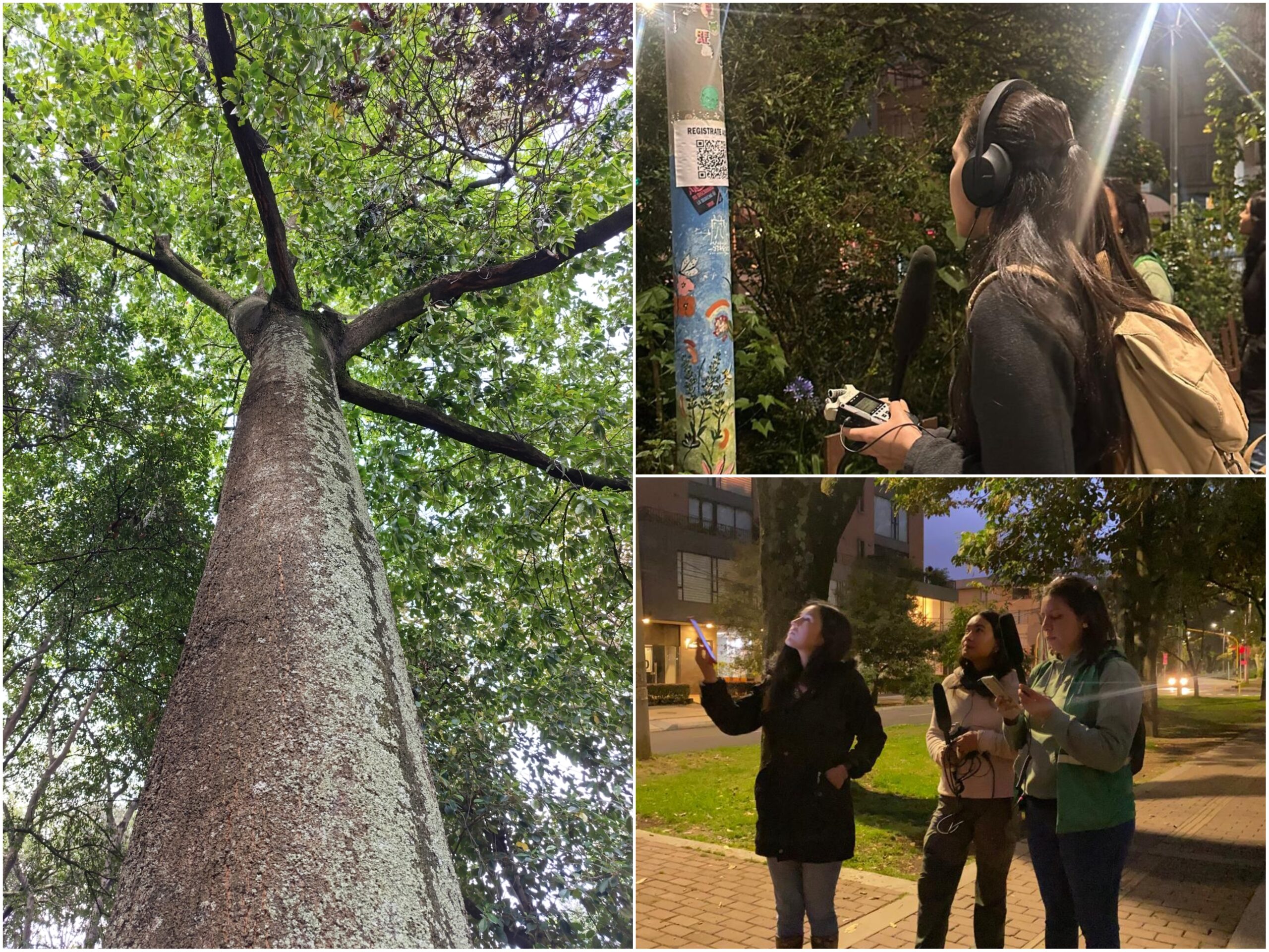 Historias del verde urbano: Guías de las aves con sus cantos: la nueva apuesta del Jardín Botánico en los bosques urbanos