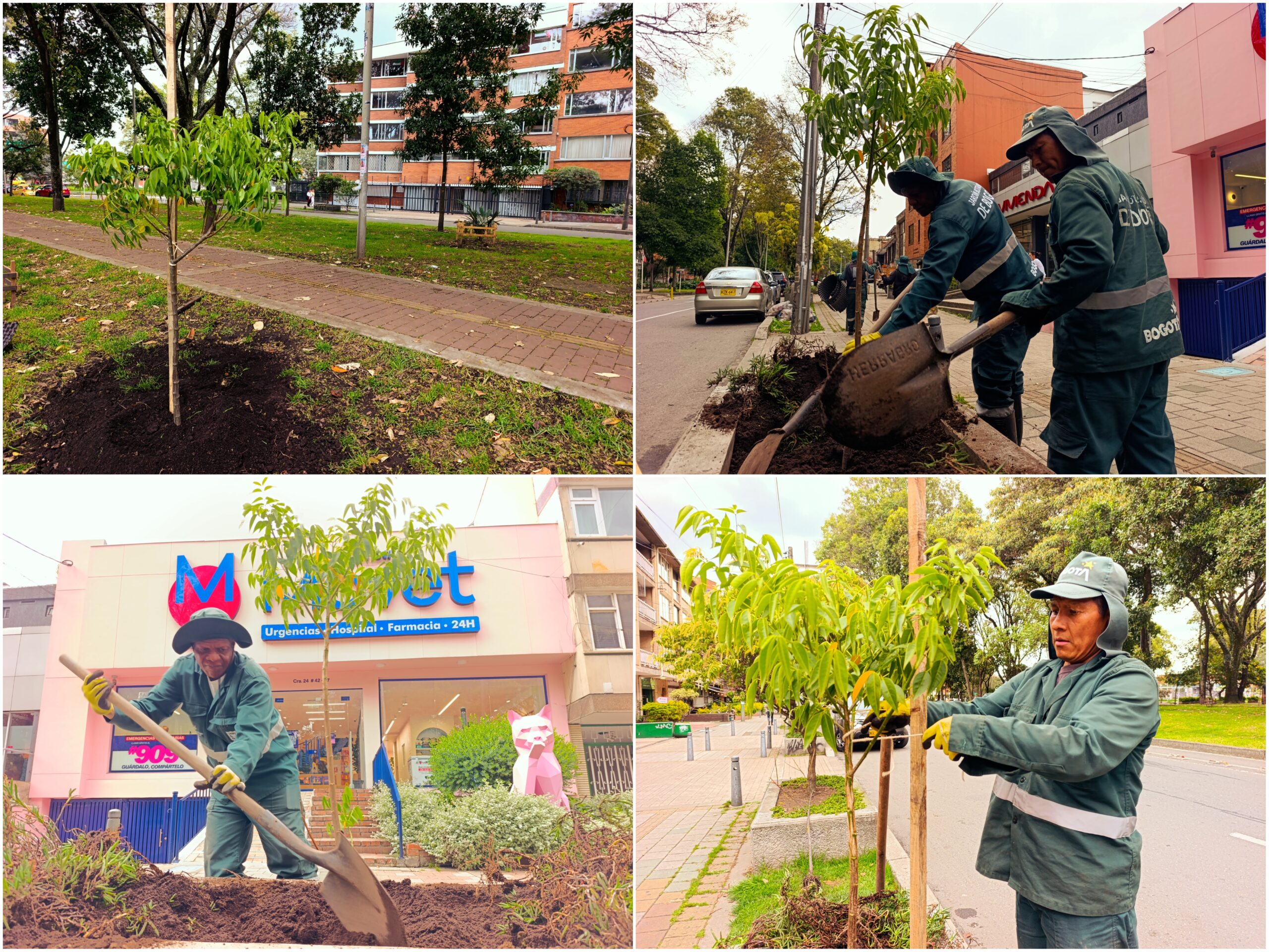 Historias del verde urbano: ¡Acciones de renaturalización en un ícono biodiverso de Teusaquillo!