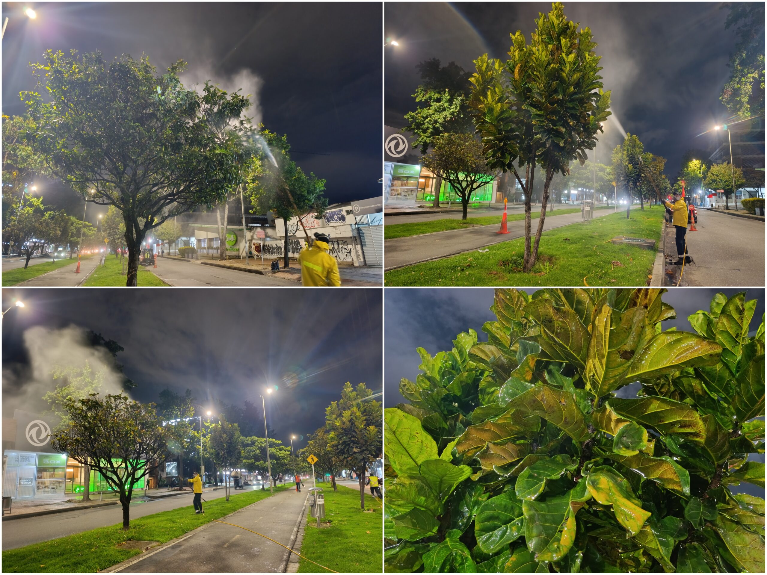Historias del verde urbano: Crónica de una aspersión foliar nocturna en la avenida 19