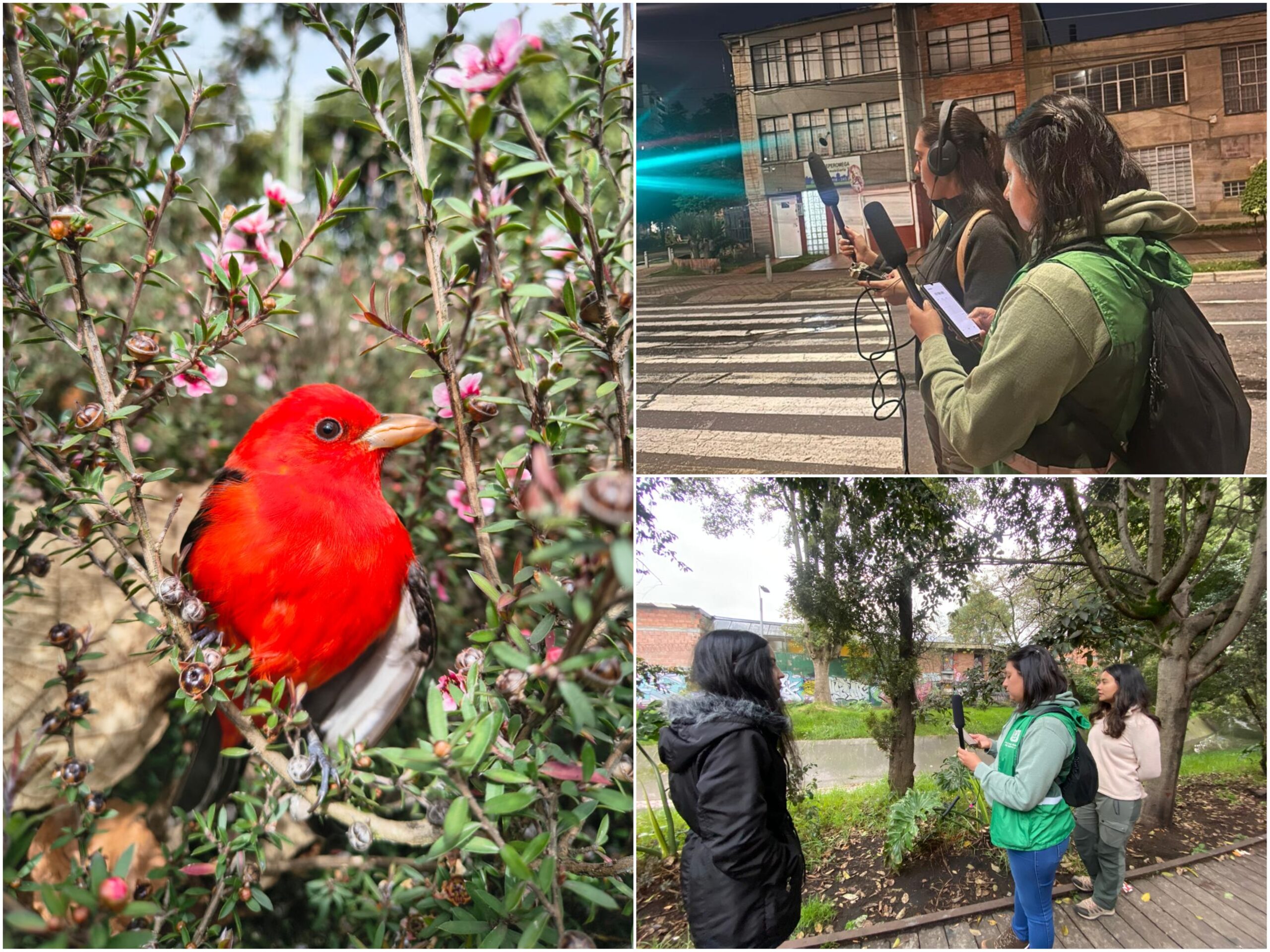 Historias del verde urbano: Guías de las aves con sus cantos: la nueva apuesta del Jardín Botánico en los bosques urbanos