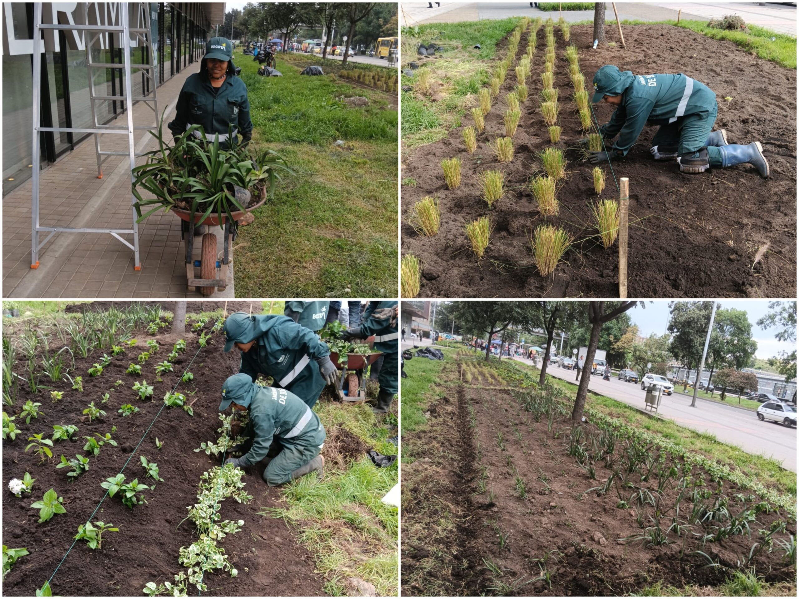 Historias del verde urbano: El nuevo jardín en forma de río del barrio Modelia