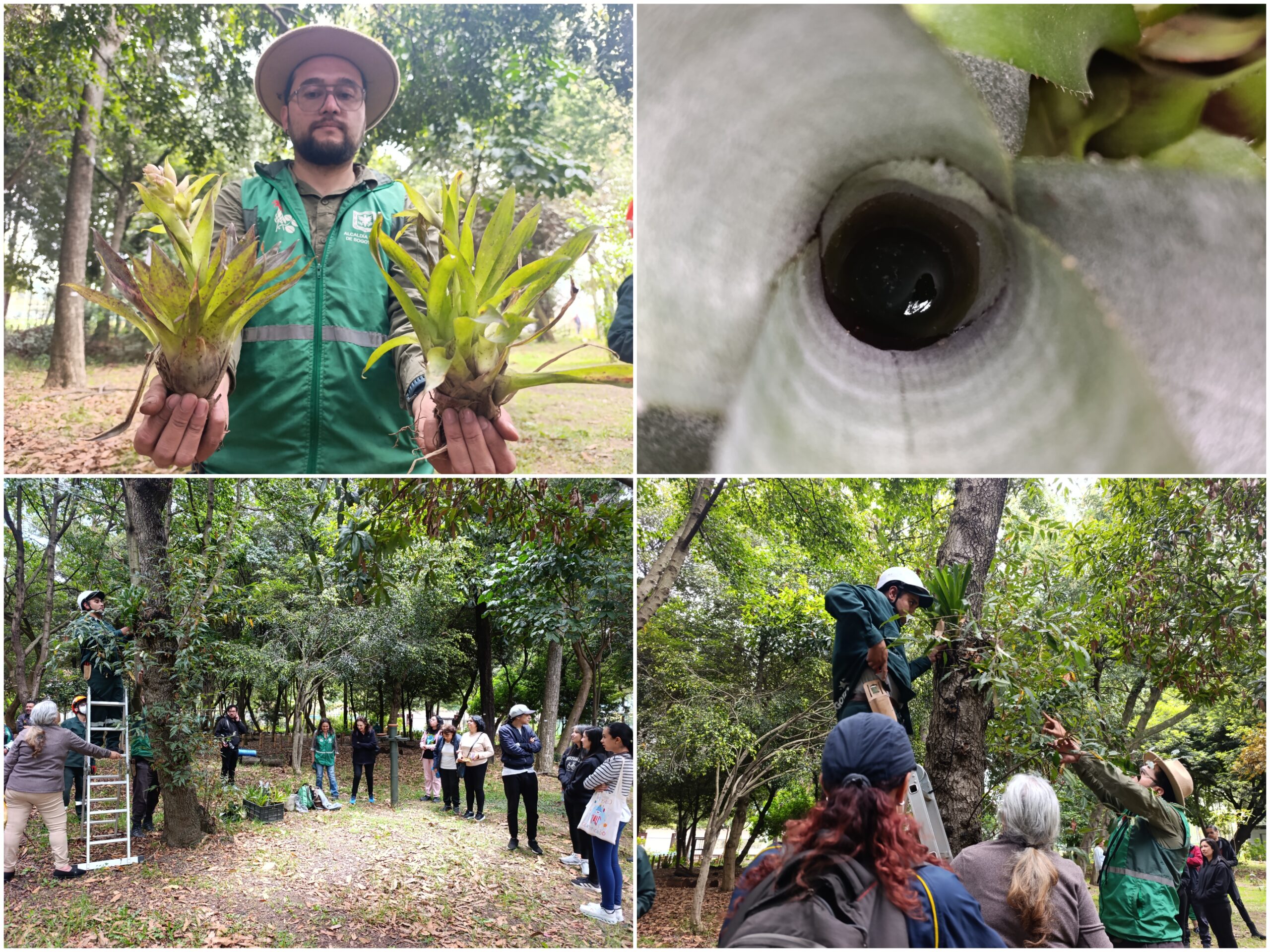 Historias del verde urbano: Las bromelias reinan en el único bosque urbano de Puente Aranda