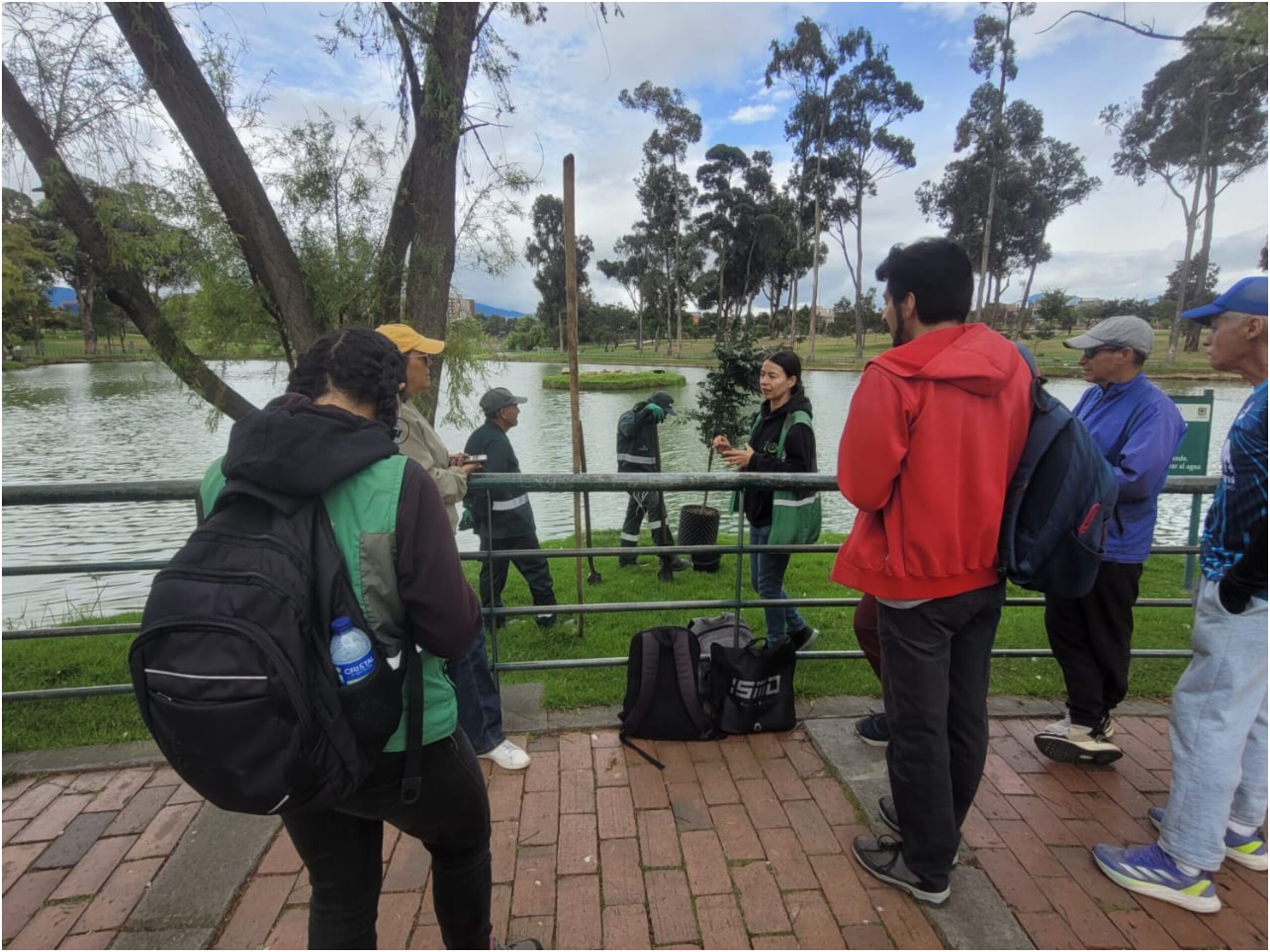 Historias del verde urbano: El nuevo guayacán de la isla del lago del parque Timiza