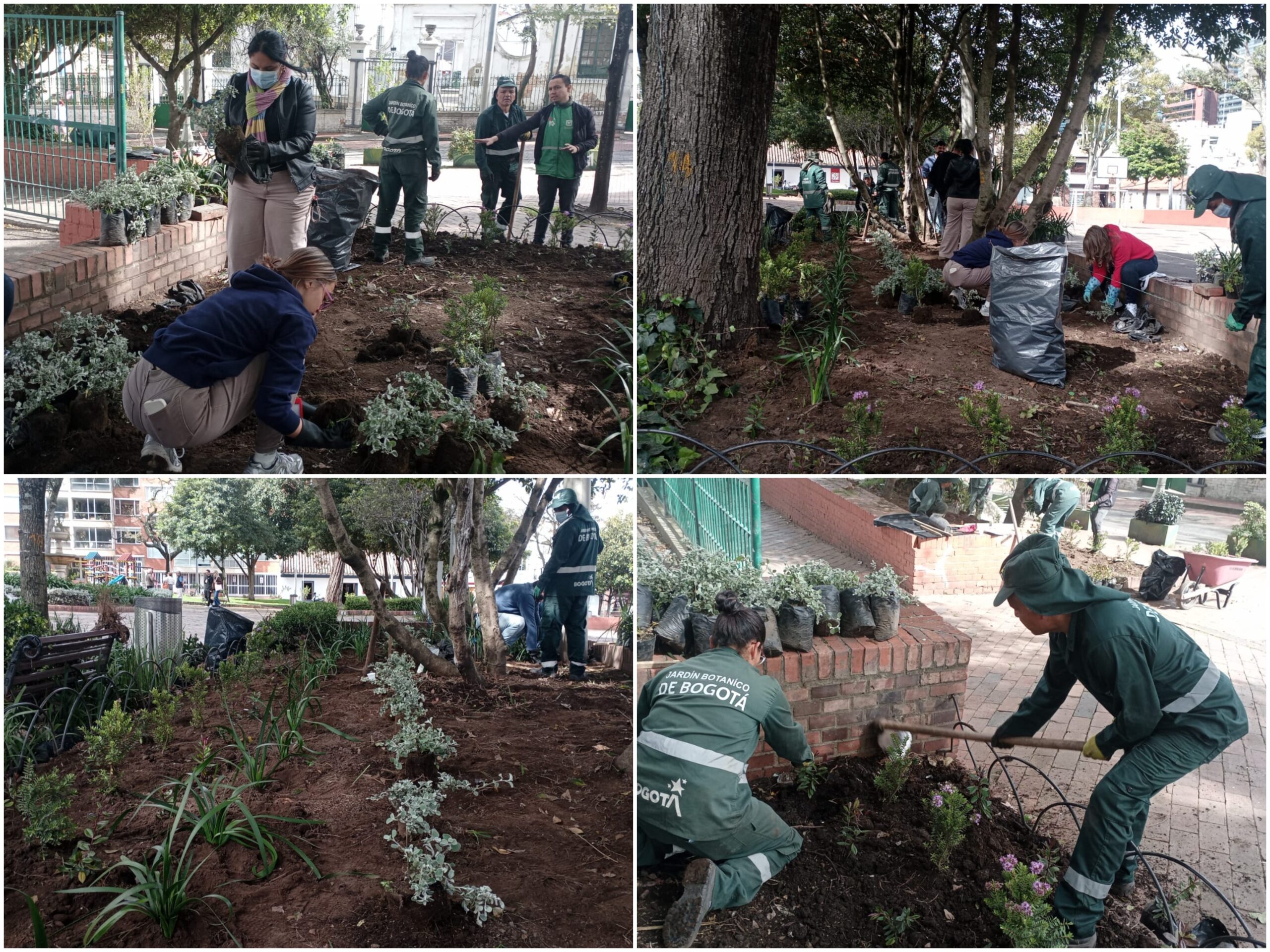Historias del verde urbano: La renovación floral del corazón histórico de Usaquén