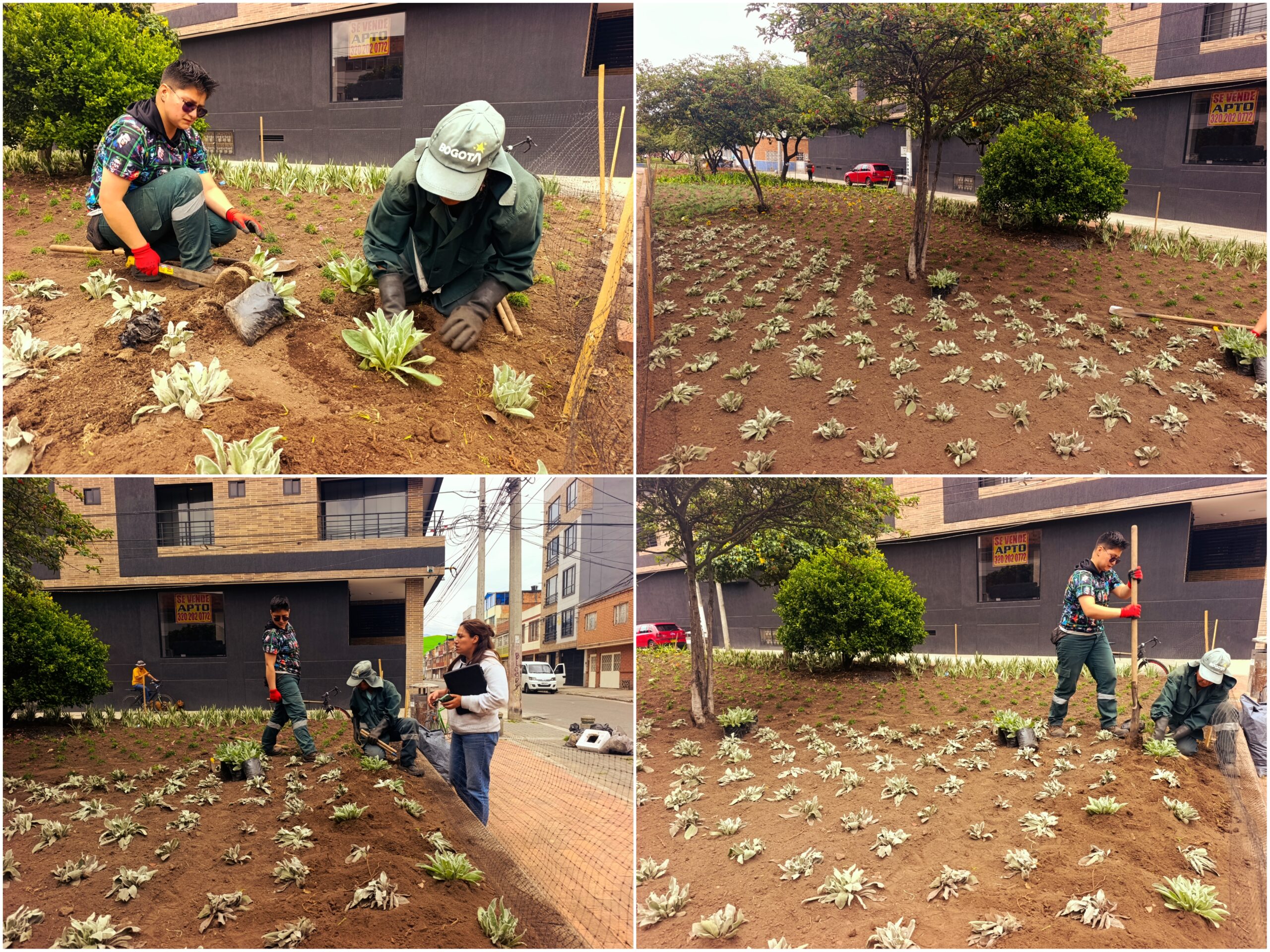 Historias del verde urbano: ‘Playa Alcalá’ floreció con miles de plantas de 10 especies