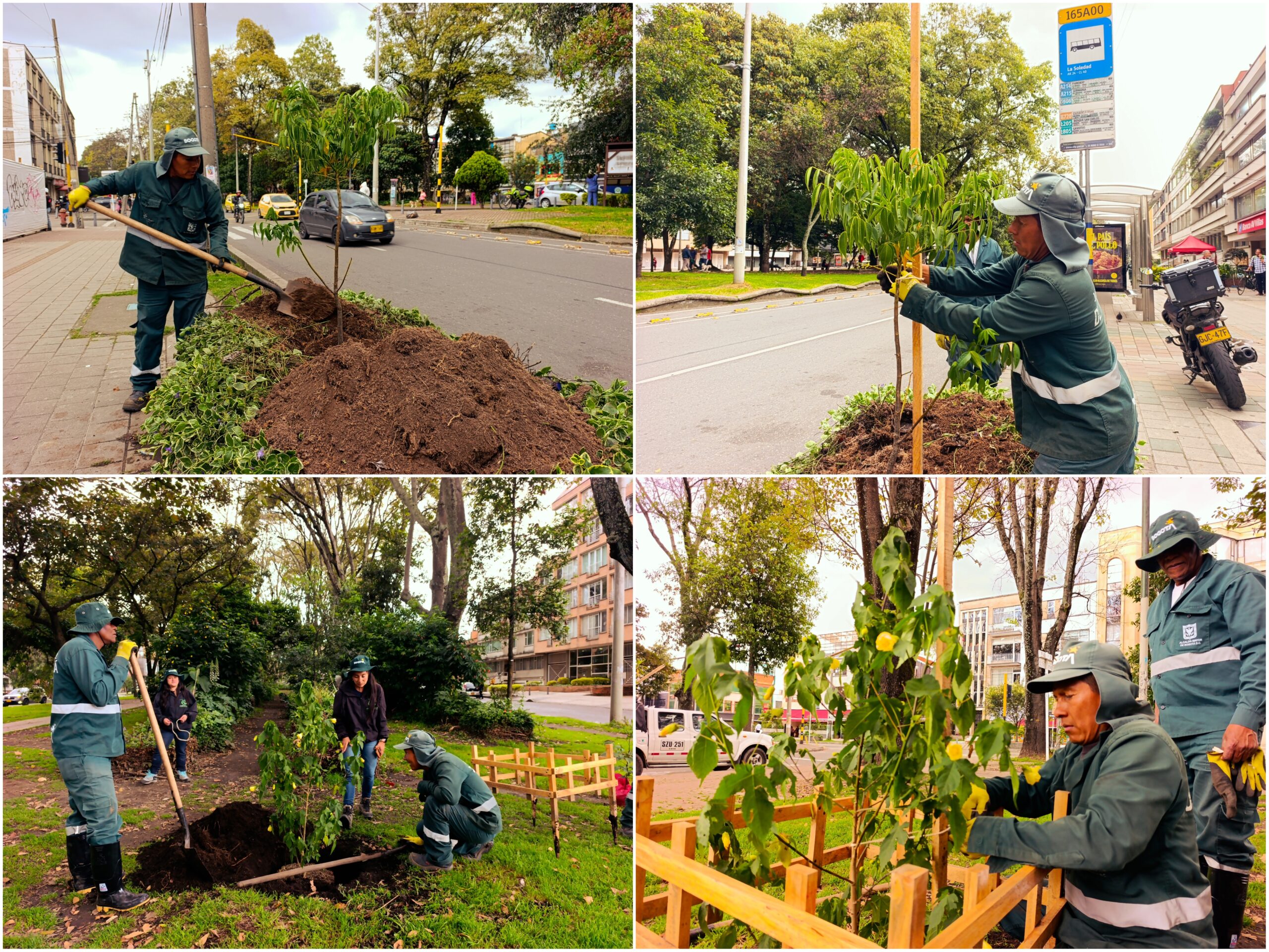 Historias del verde urbano: ¡Acciones de renaturalización en un ícono biodiverso de Teusaquillo!
