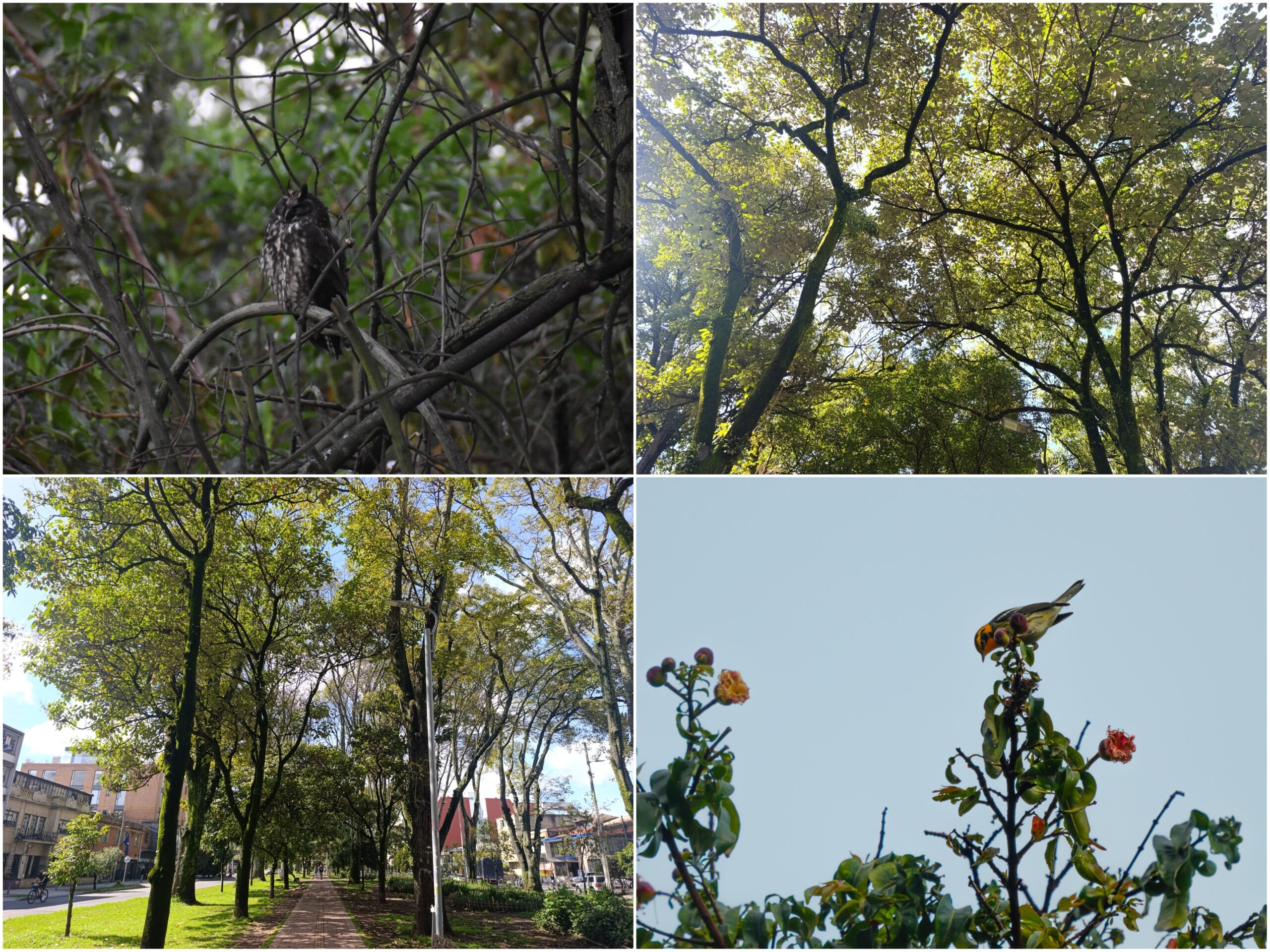 Historias del verde urbano: Guías de las aves con sus cantos: la nueva apuesta del Jardín Botánico en los bosques urbanos