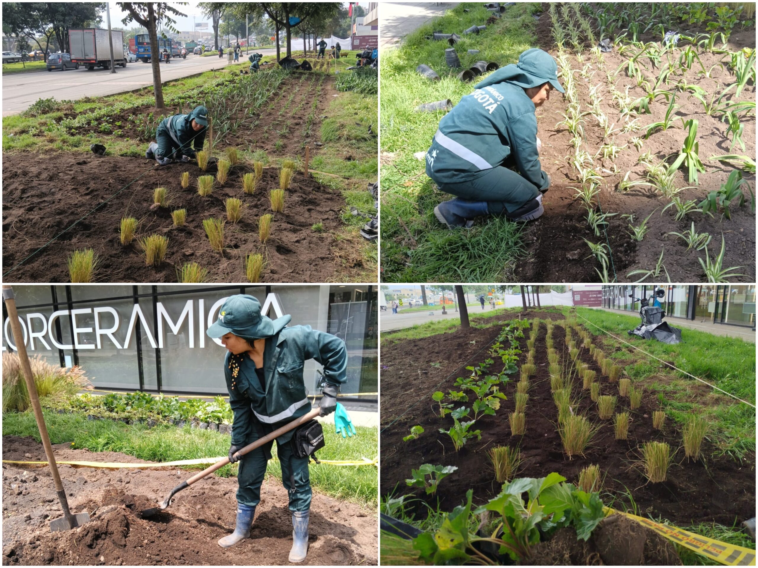 Historias del verde urbano: El nuevo jardín en forma de río del barrio Modelia