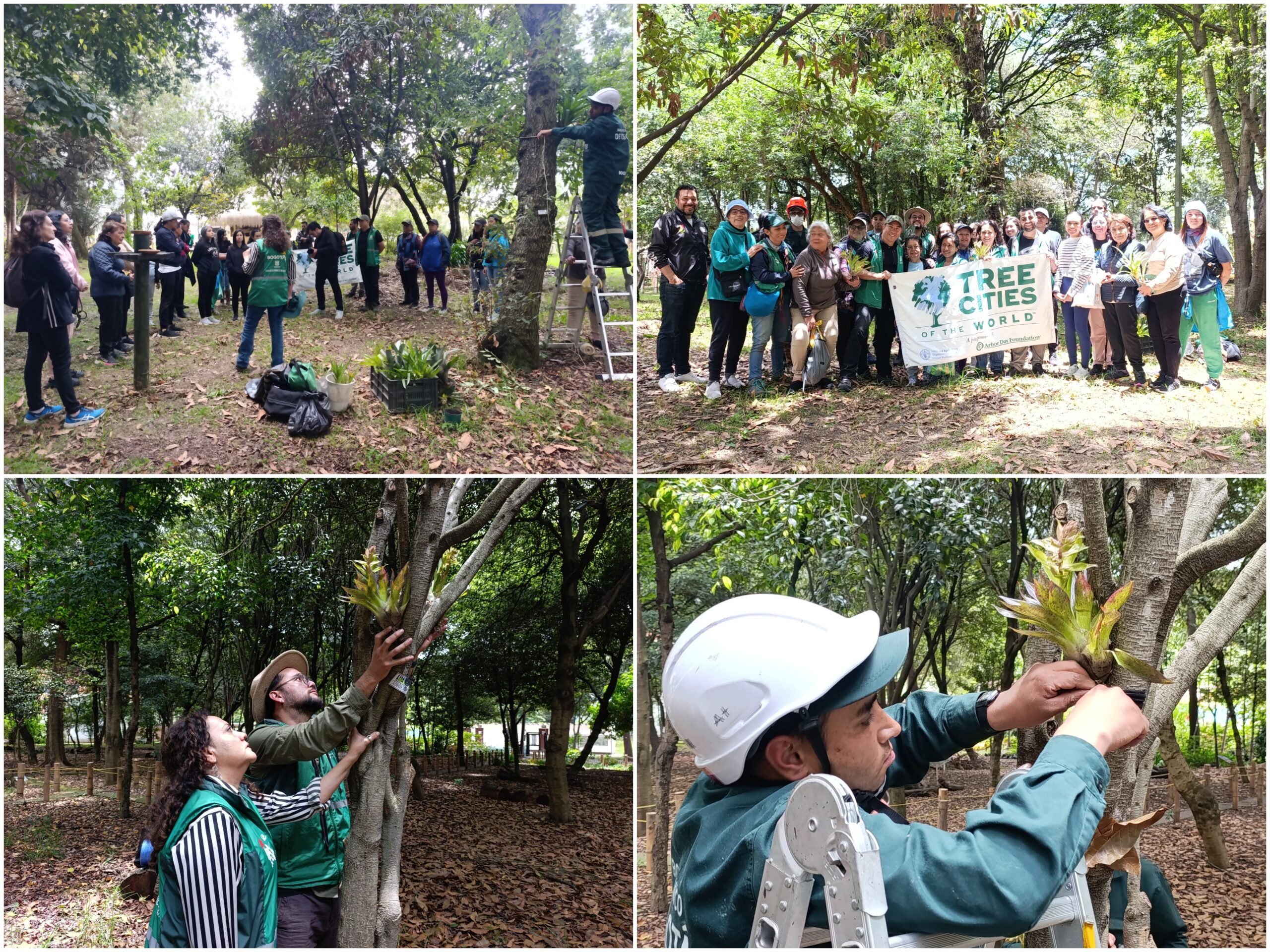 Historias del verde urbano: Las bromelias reinan en el único bosque urbano de Puente Aranda