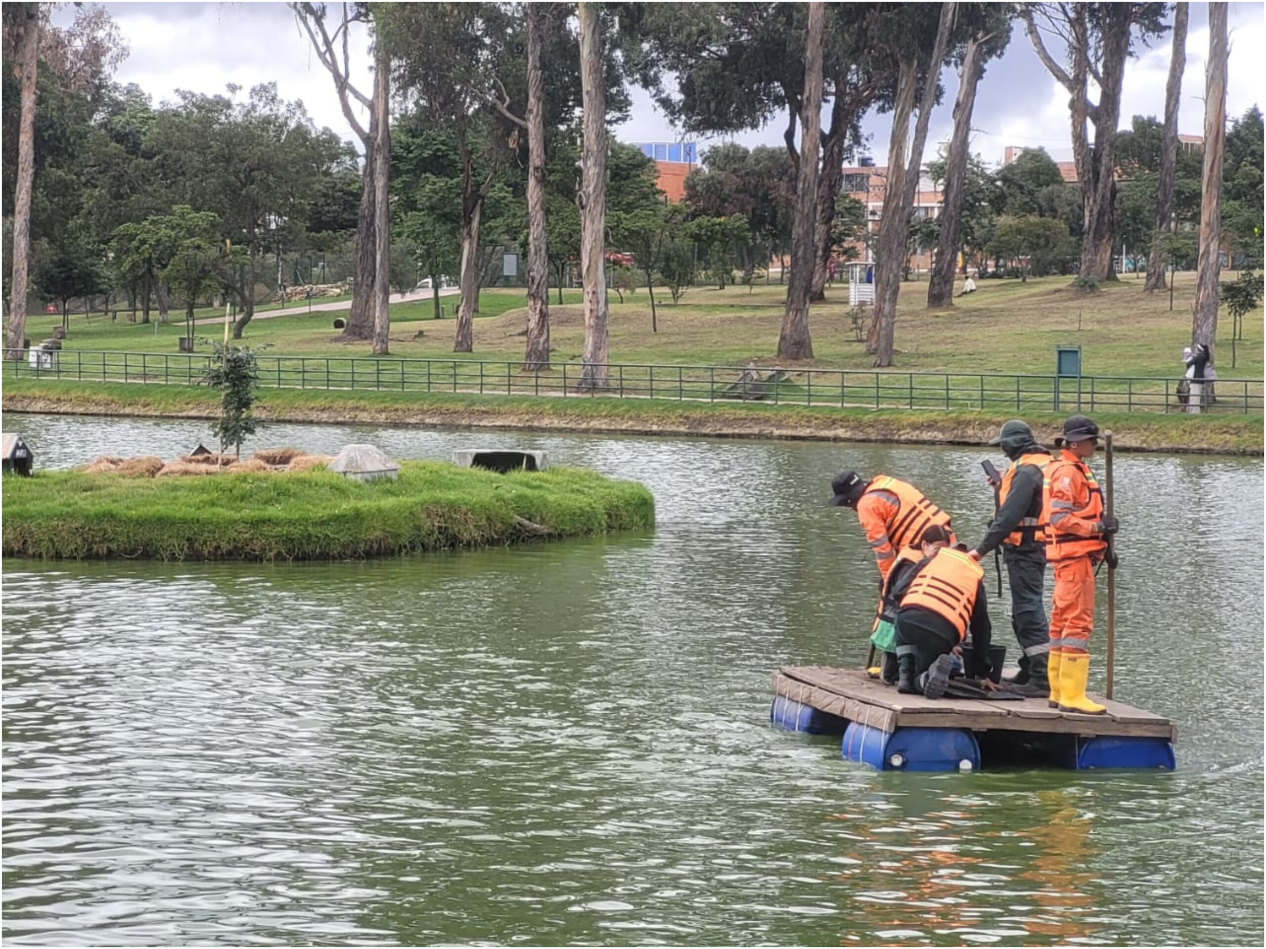Historias del verde urbano: El nuevo guayacán de la isla del lago del parque Timiza