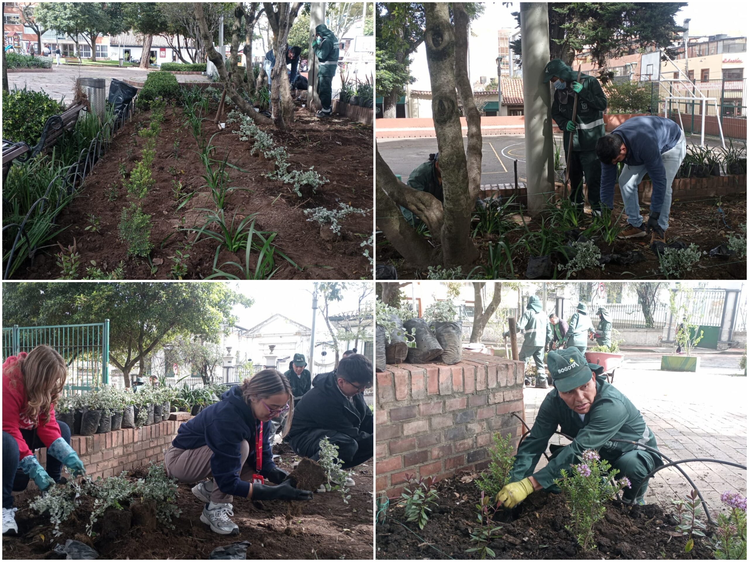Historias del verde urbano: La renovación floral del corazón histórico de Usaquén